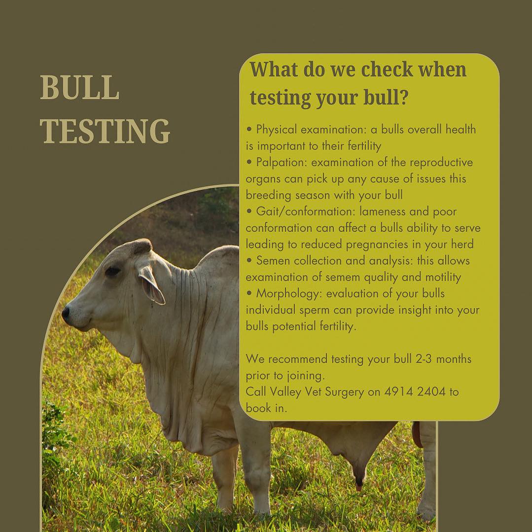 Valley - Bull Testing: What do we check when testing your bull? 🐂 ...