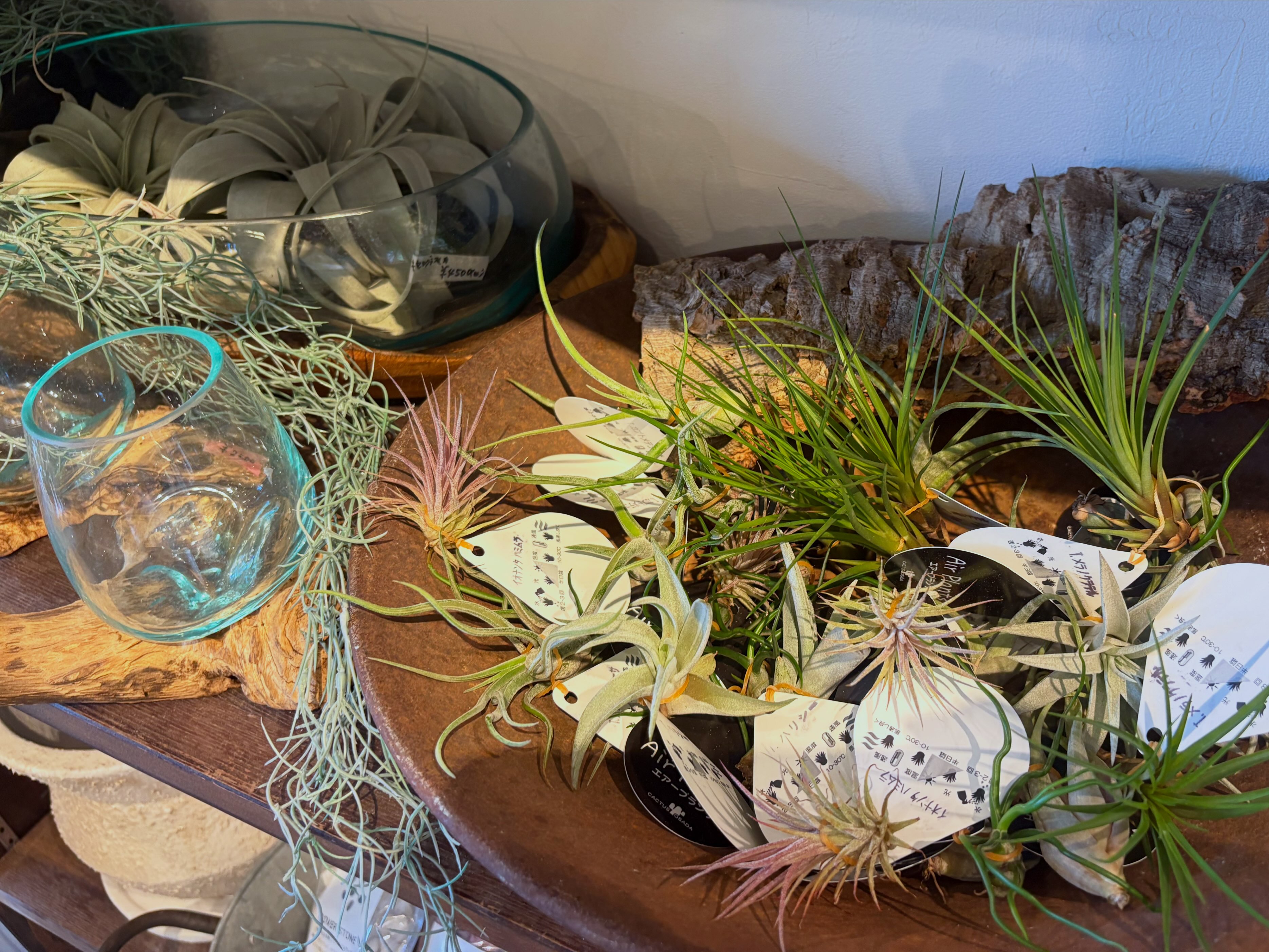 観葉植物の造花 Botanical 56 | Yokohama Kanagawa