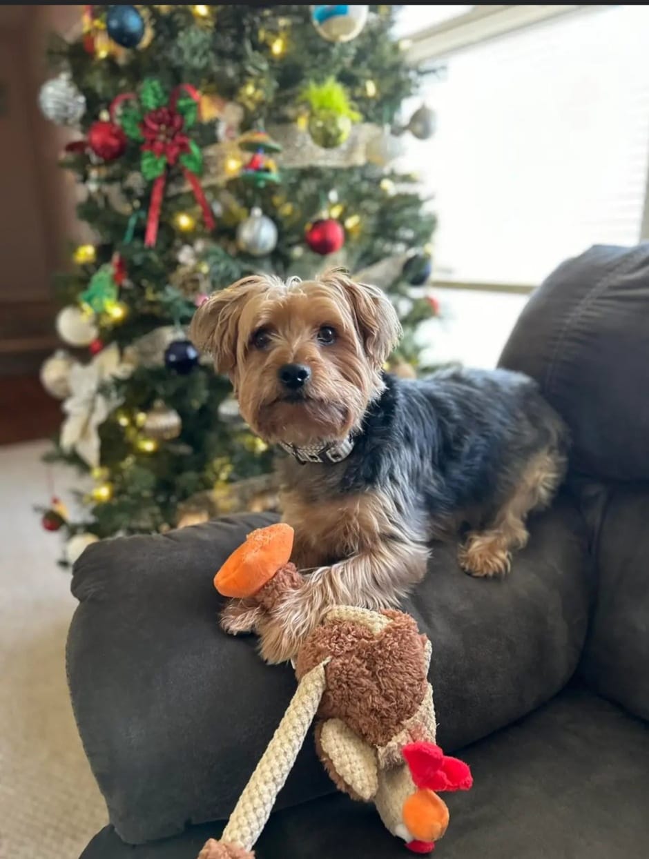 Yorkie Puppies | Who on here has what they call a giant yorkie and how ...