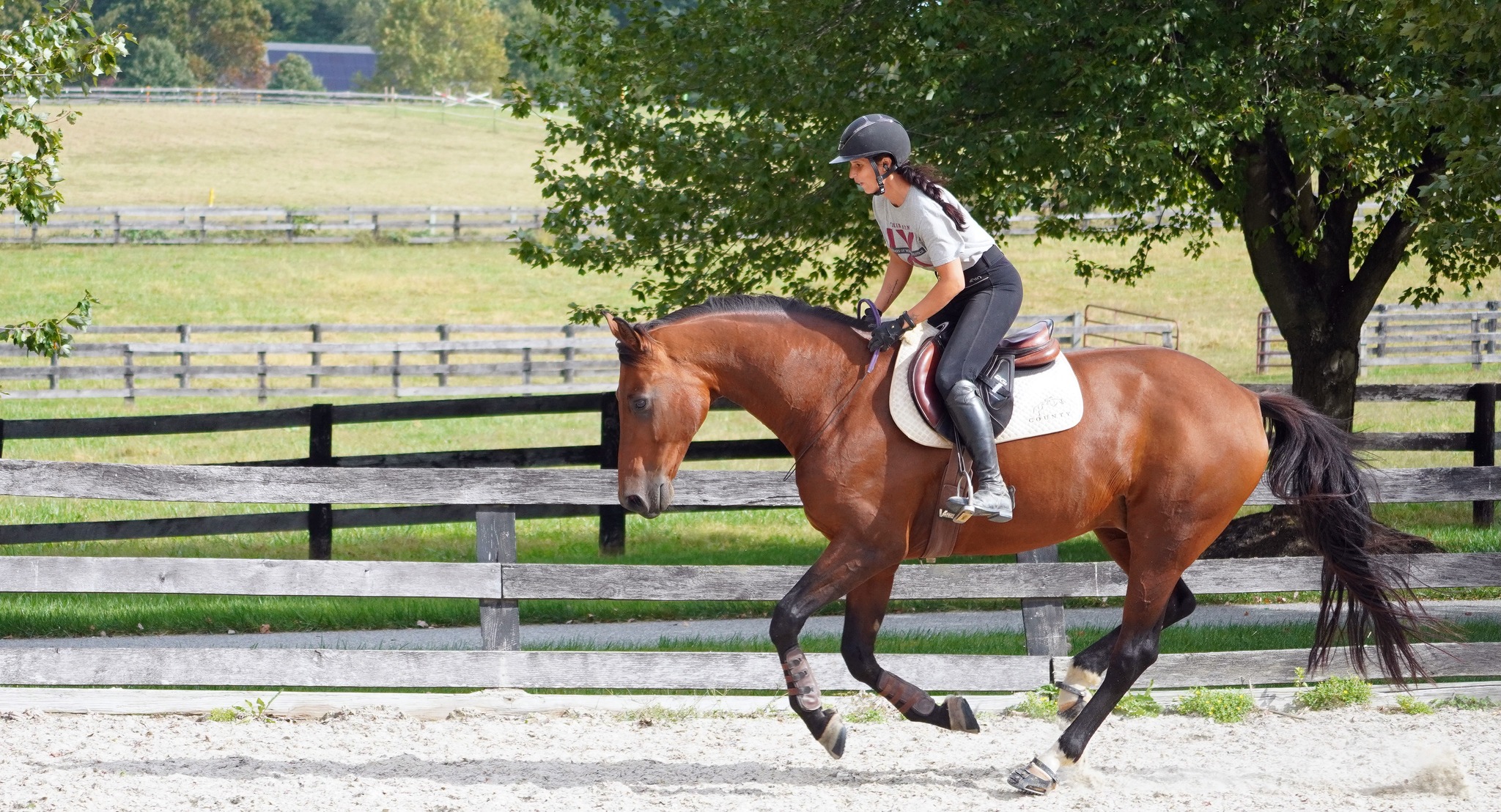 Lise Krieger's New England Saddle Fit - CHUNKY MONKEY Dealer here! I am ...