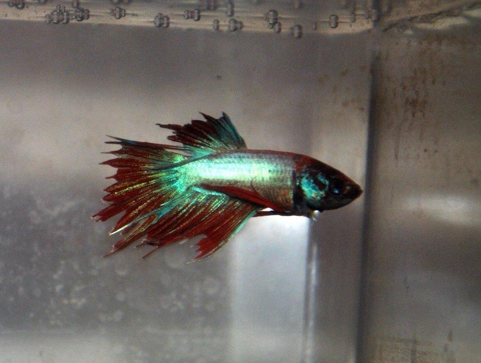 MoonShadow Betta Fish Rescue