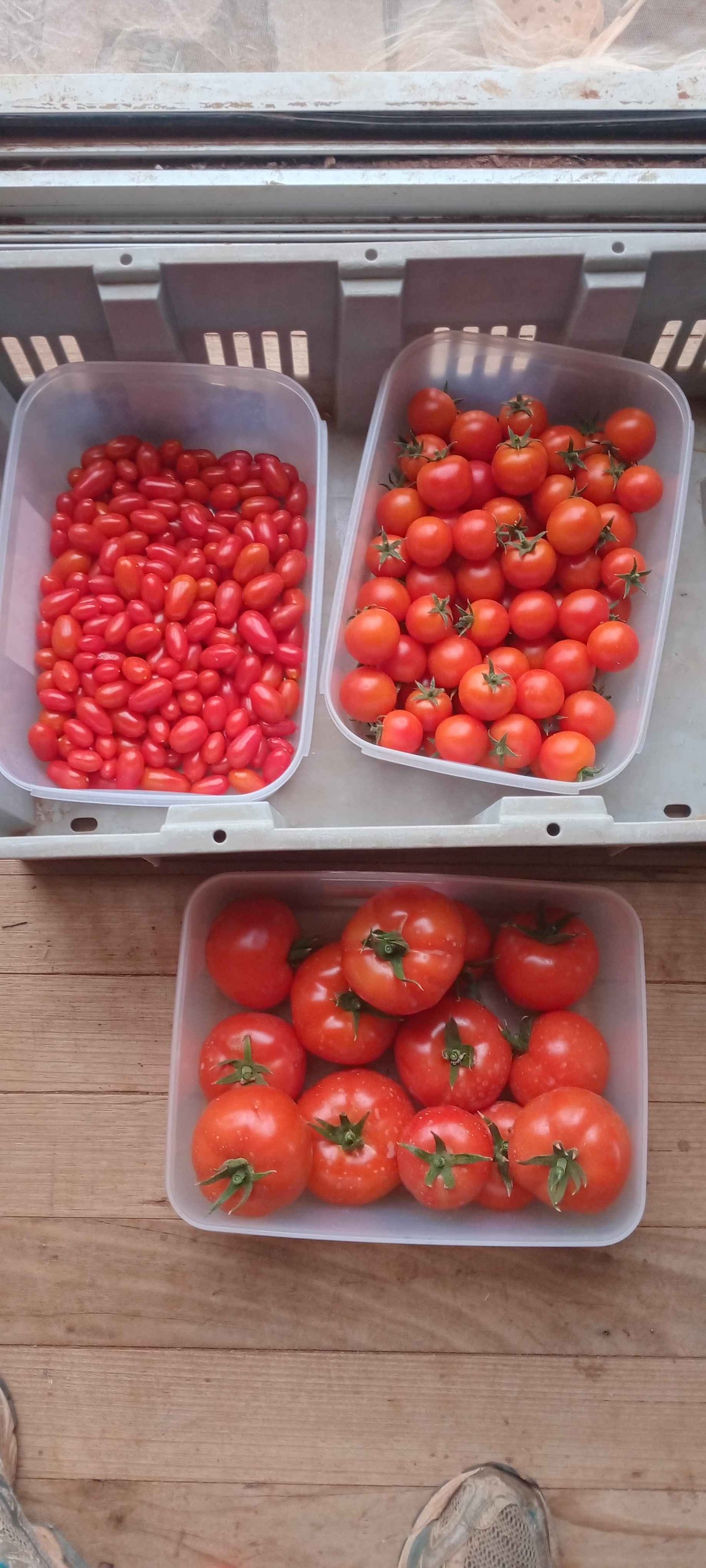 Tomatoes, round, cherry and mini roma chem free - Food - Dareton, New ...