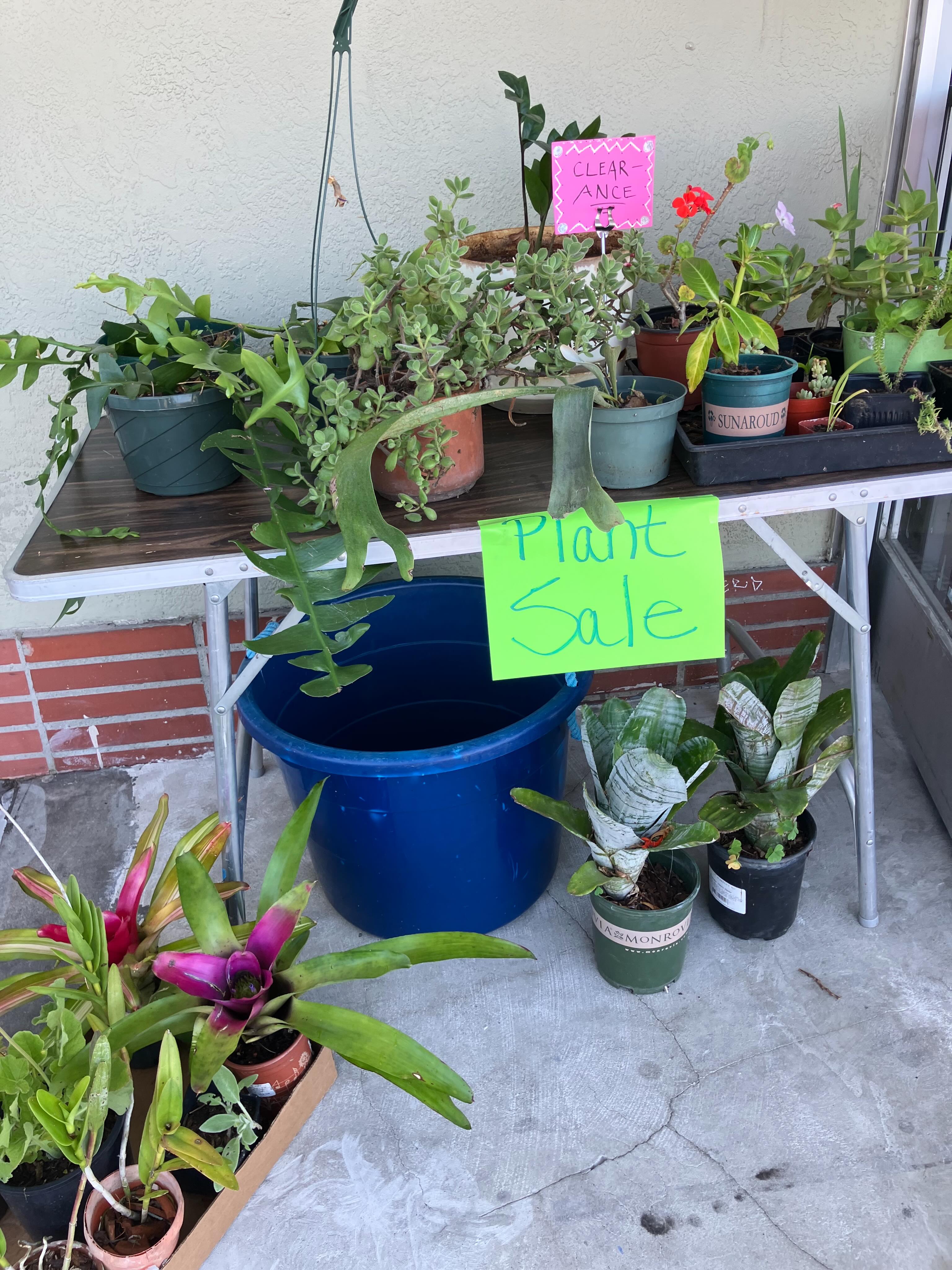 Cheap plant sale with monstera and bromeliad clearance