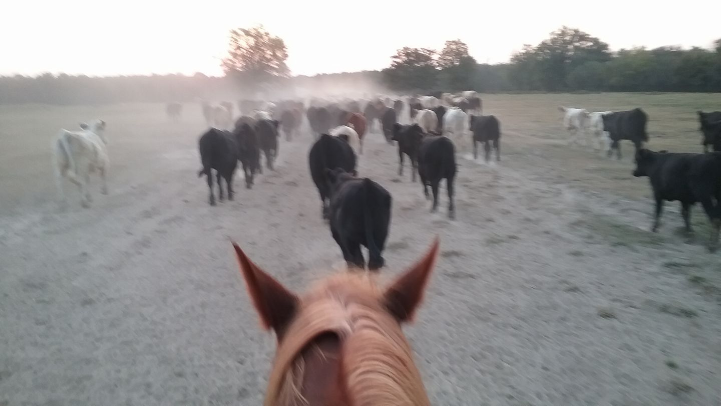 Miller Time Performance Horses & Ranch | Bagwell TX