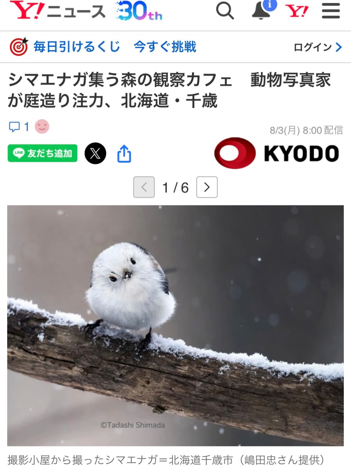 Tadashi Shimada Nature Photo Gallery/ The Bird Watching Cafe