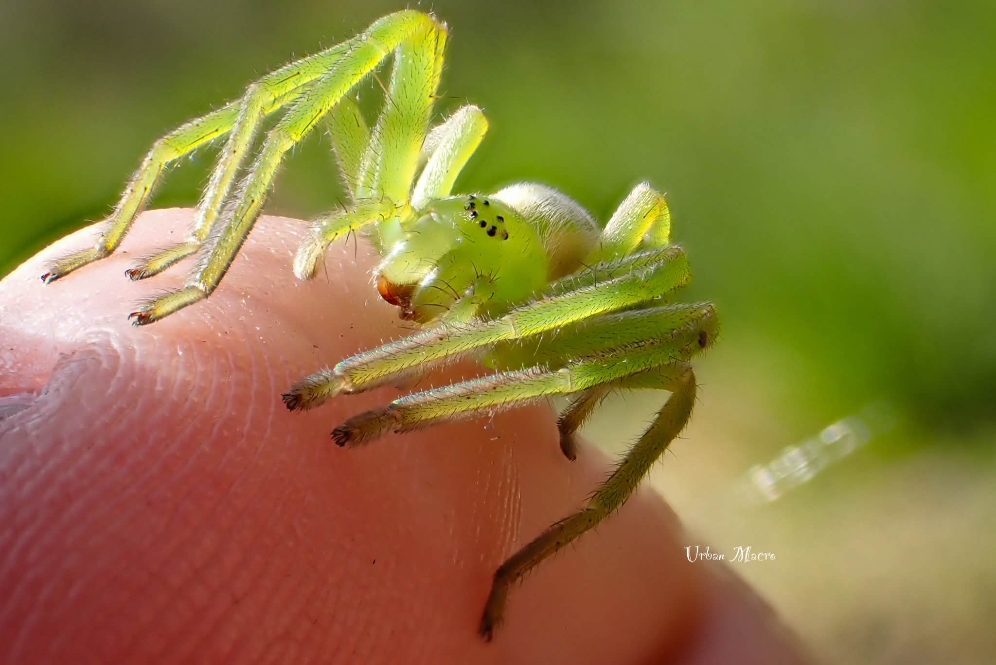 Japanese Huntsman Spider Identification