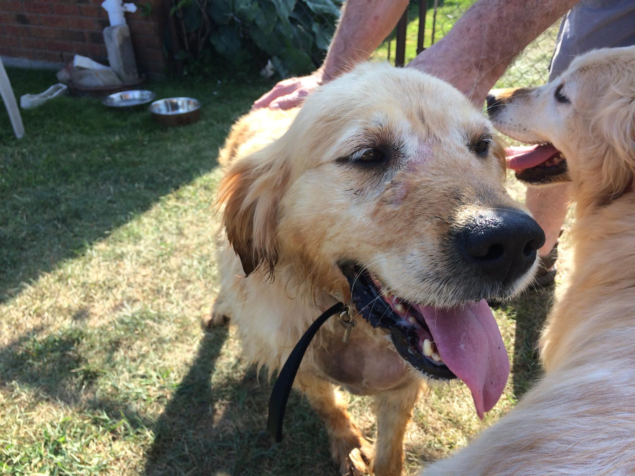 Meet the Golden Girls, Estelle,... - Helping Paws Rescue | Facebook