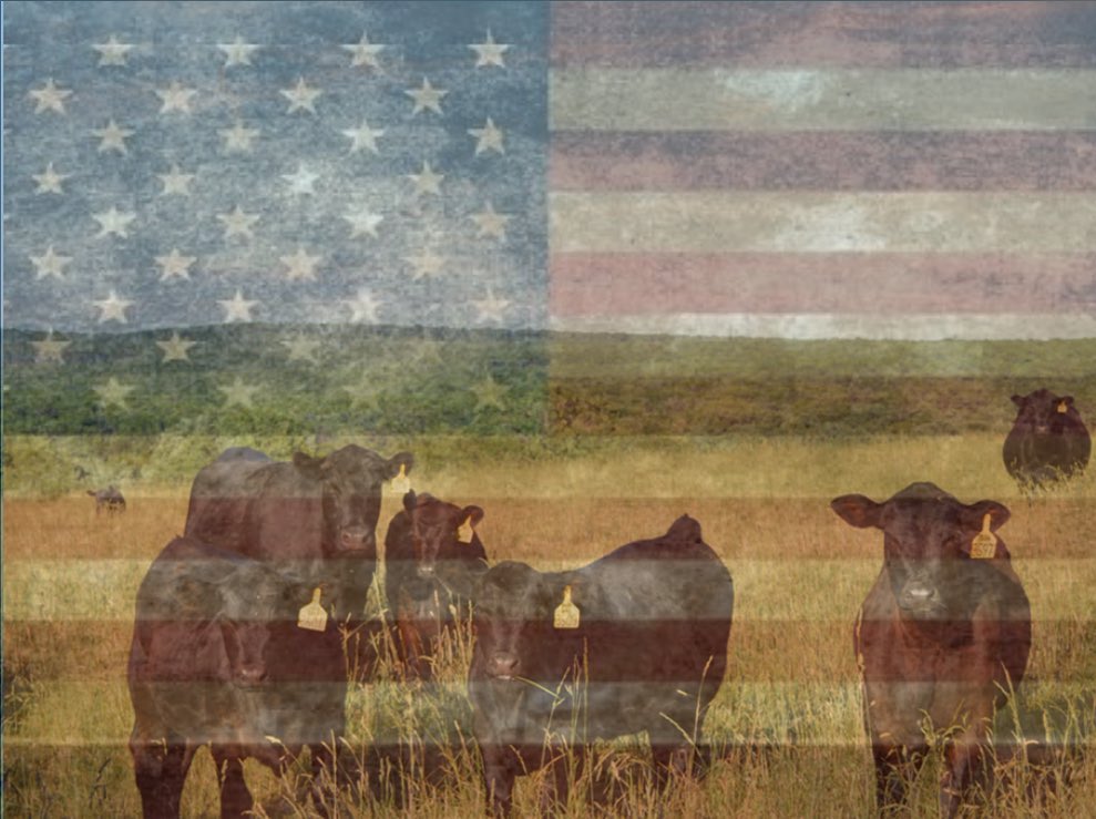 Clark Farms Angus - “The road to success is not easy to navigate, but ...