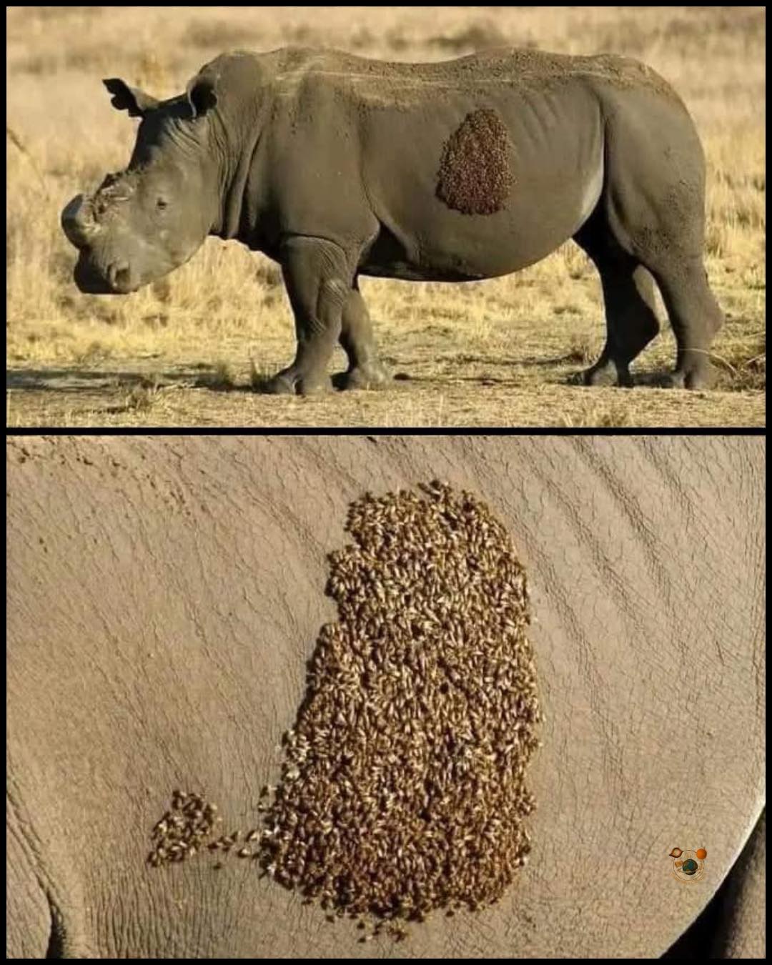 Sabiduría - ¡Increíble la naturaleza!! En esta imagen se observa un ...