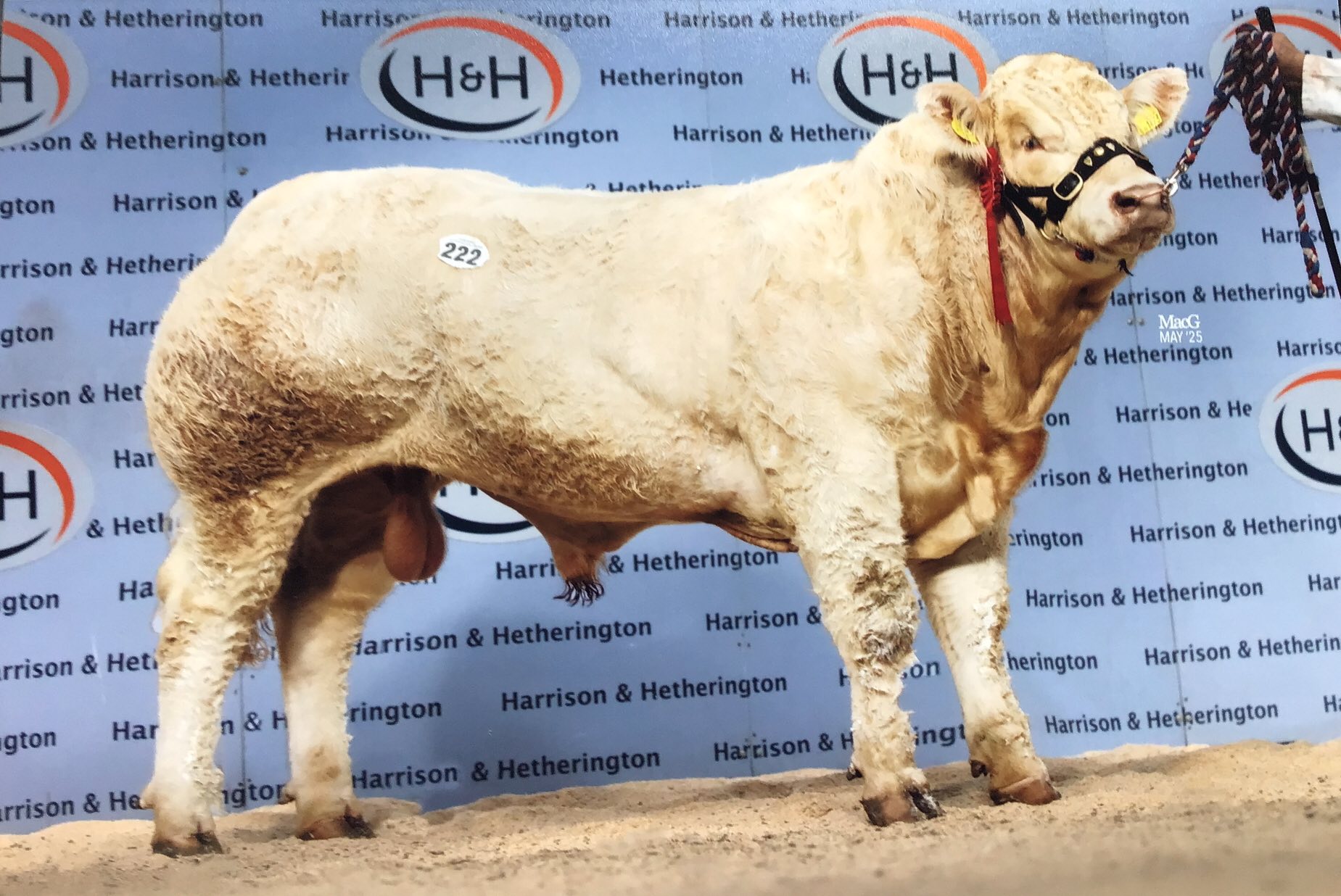 Whitecliffe Charolais | Kirby Misperton
