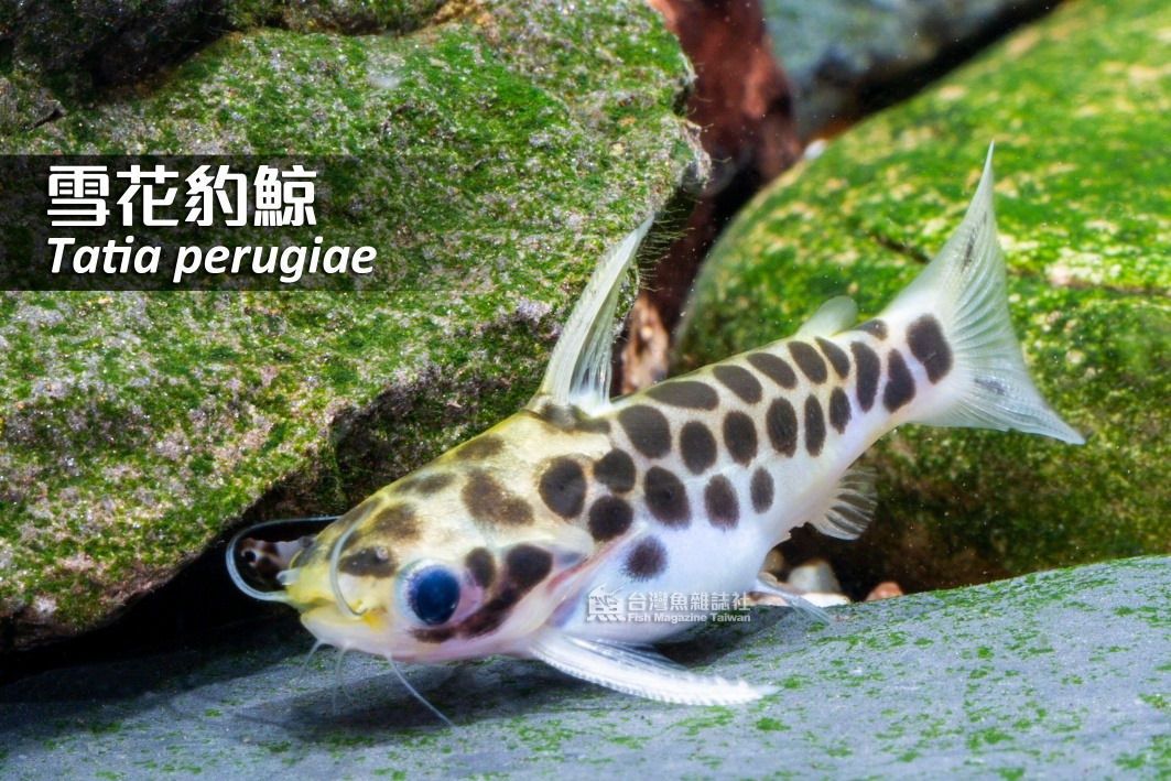 迷你種，拍攝實體約3cm, 據說最長達6cm,... - 台灣魚雜誌社 Fish Magazine TW