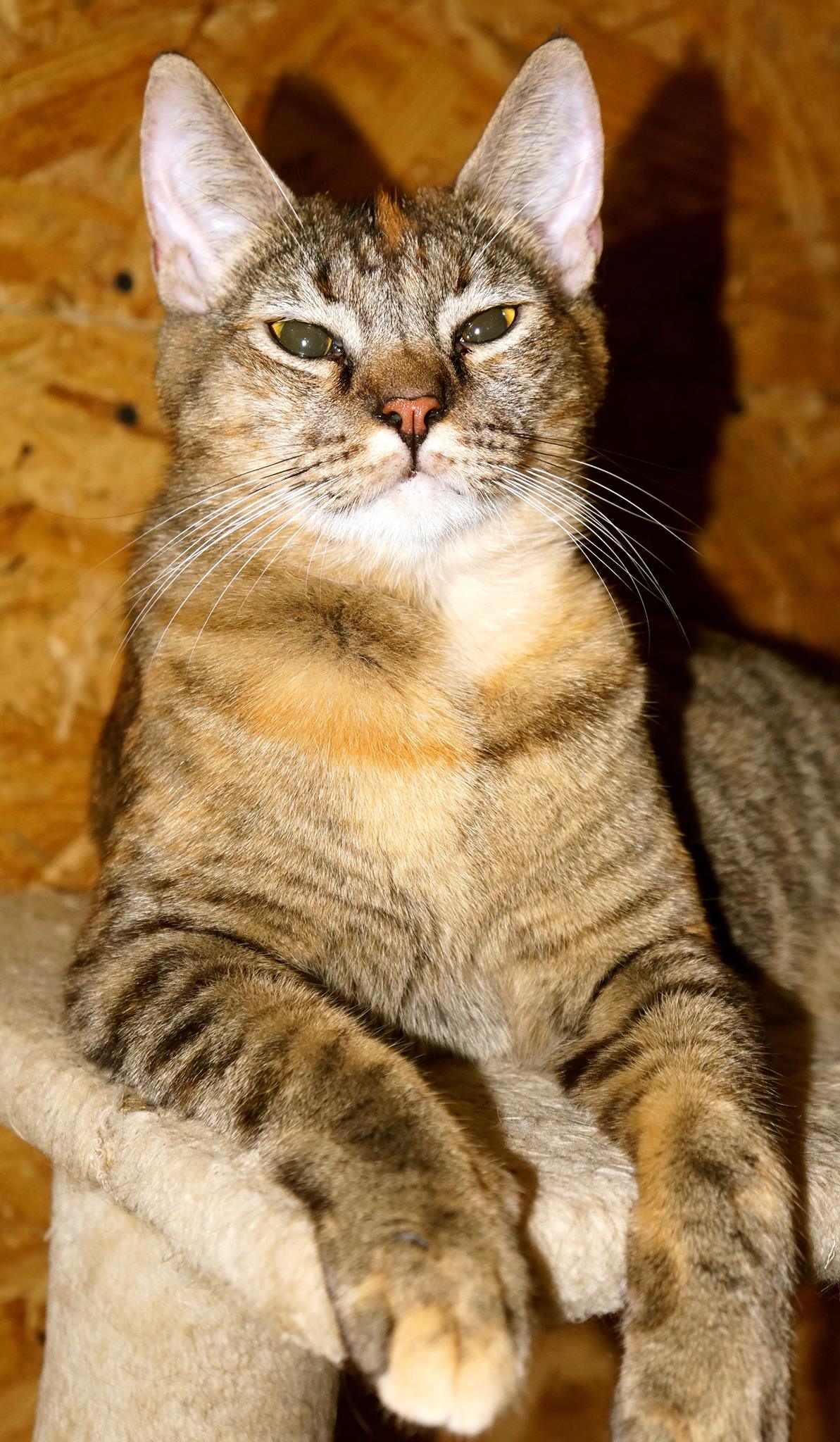 HEART Animal Rescue Auctions | Facebook