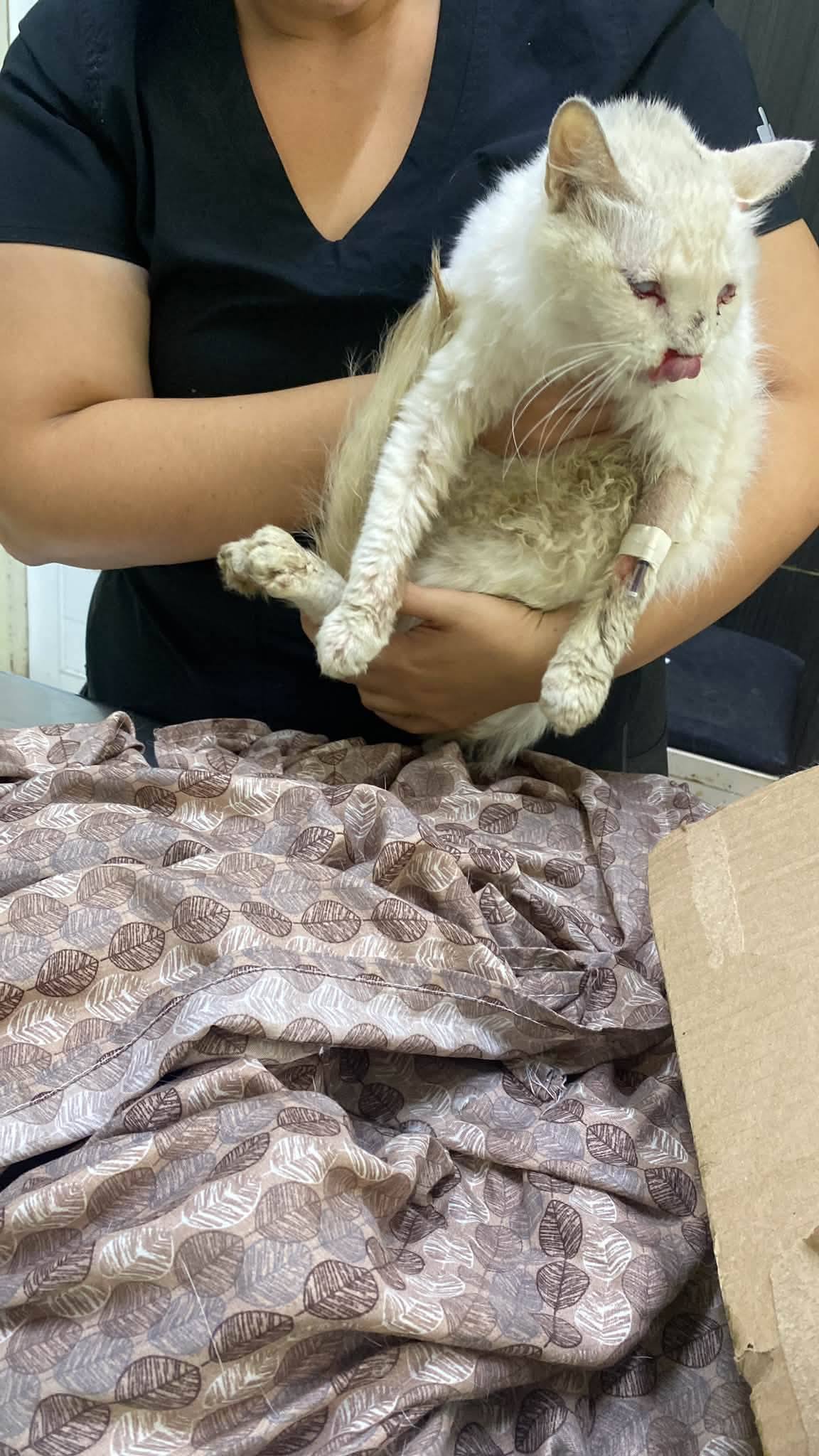 Porn Picture