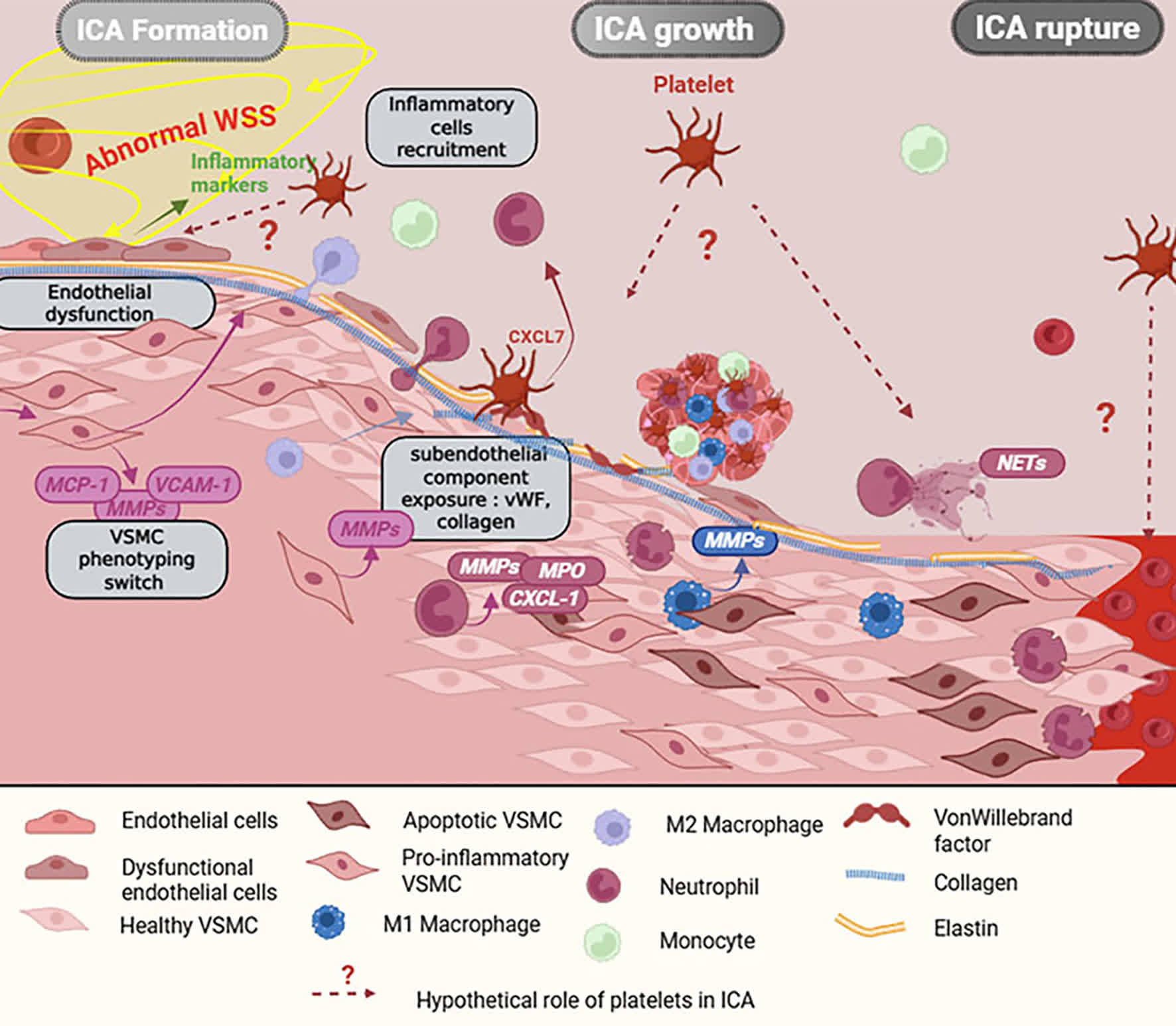 ATVB - Platelets play a key but underexplored role in... | Facebook