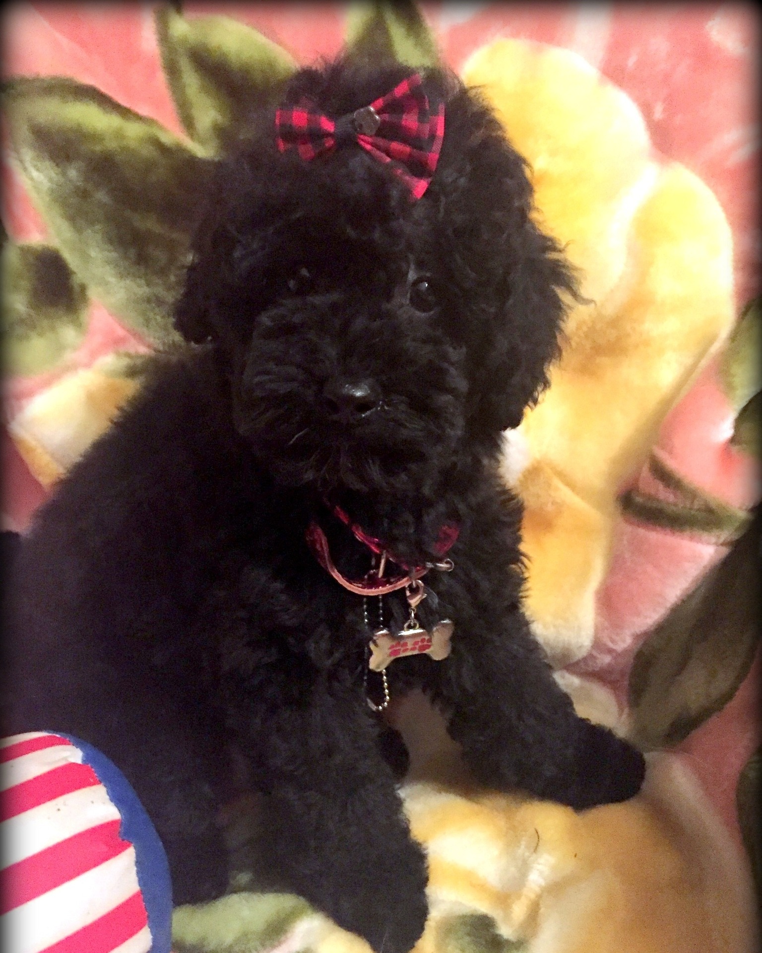 Los Maltipoo son una raza de perro... - Maltipoo Argentina