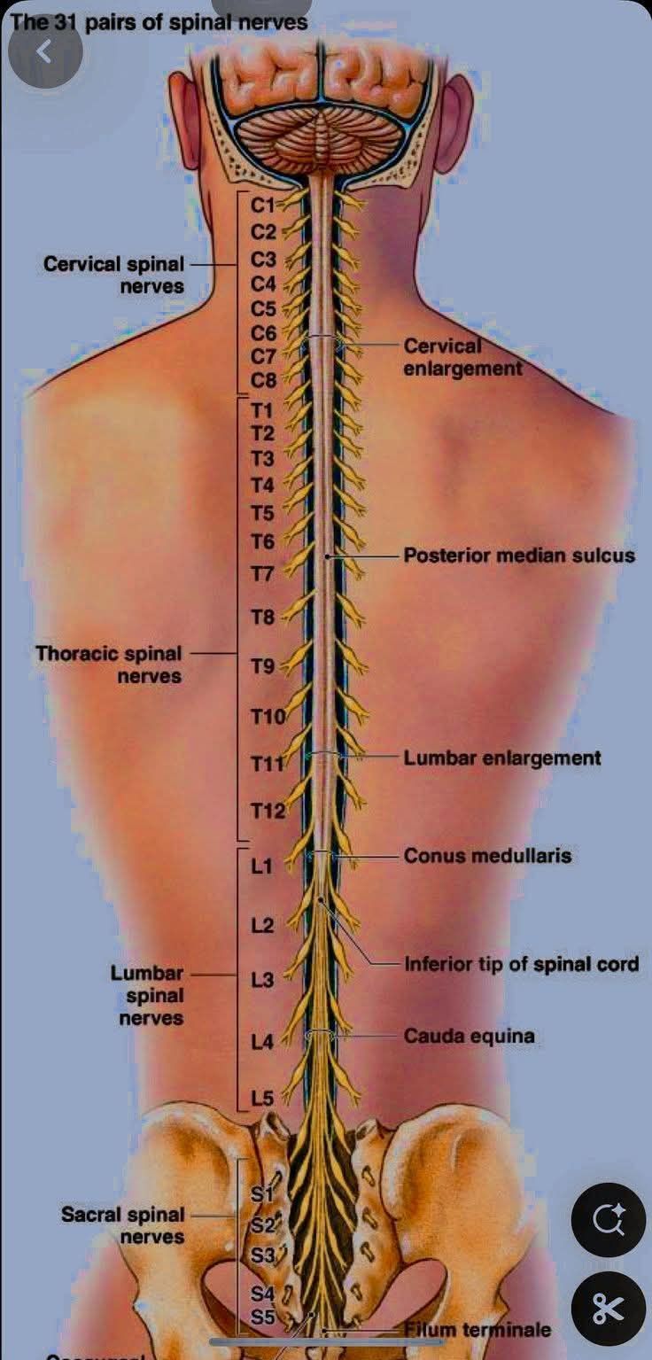 Spinal Cord | Facebook