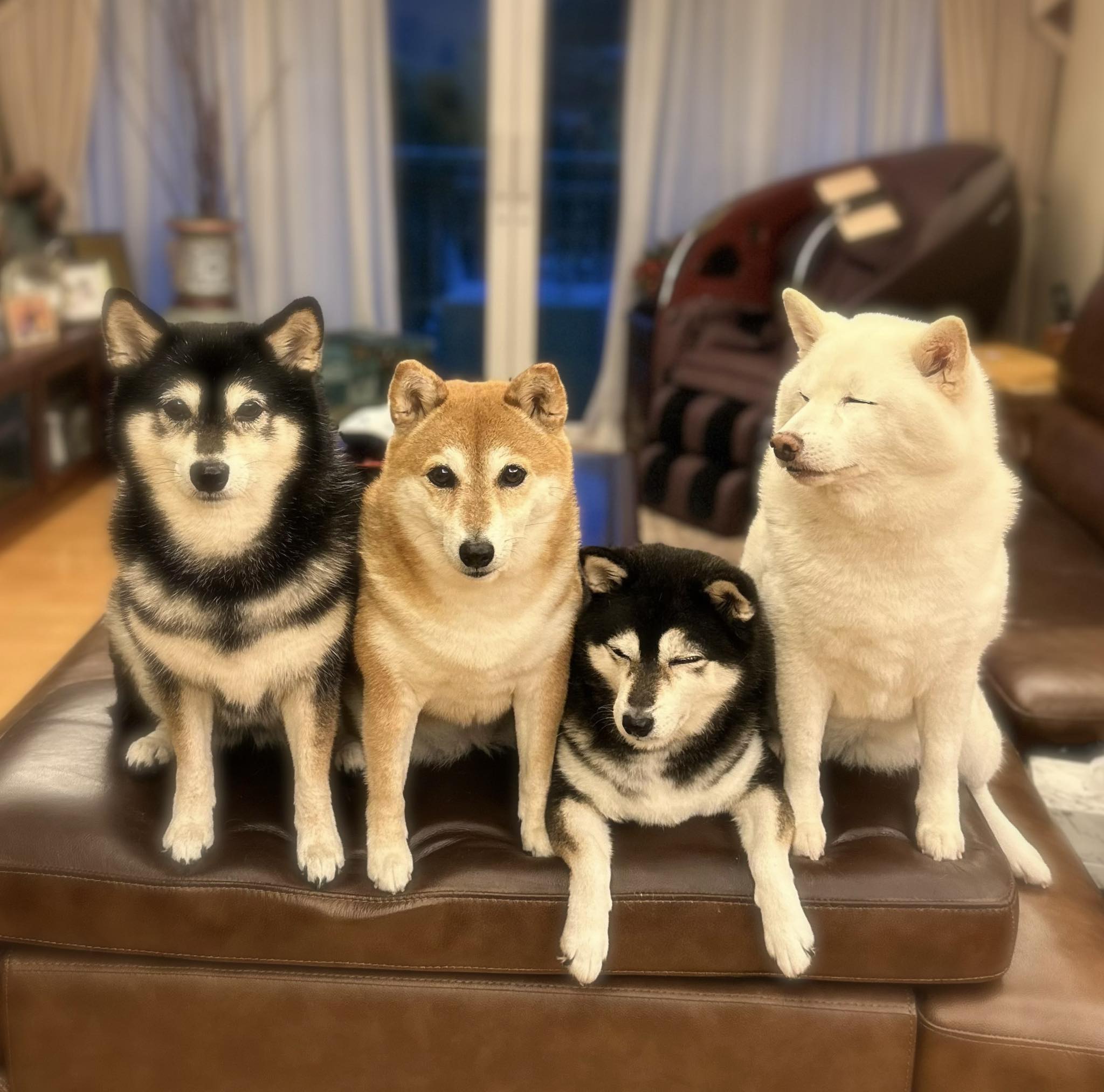 柴犬／Shiba Inu - Kikko, Sasha, Momo & Hina (@shibainu4girls