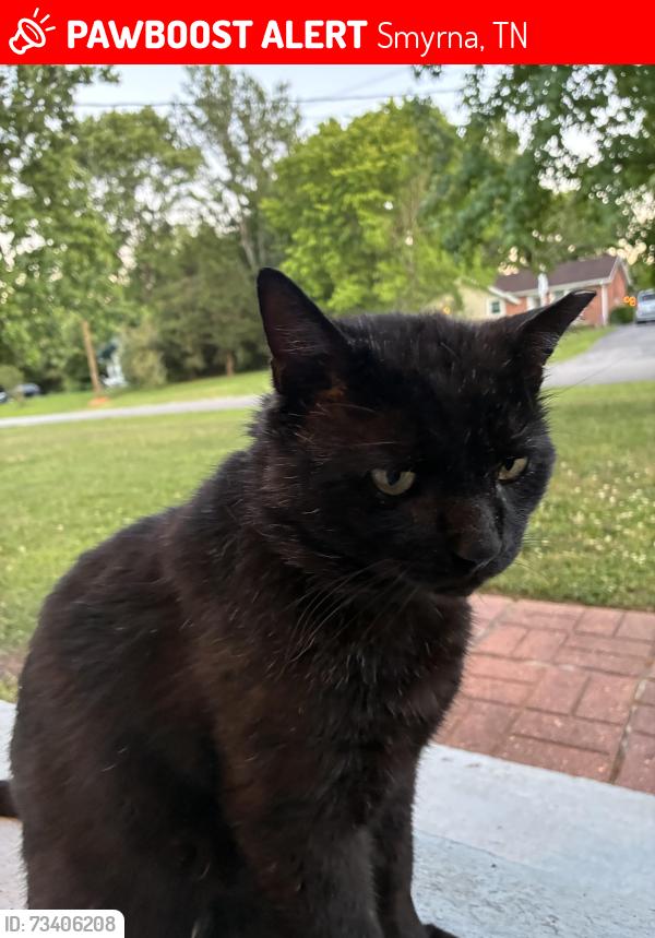 Lost black cat Asher in Smyrna TN