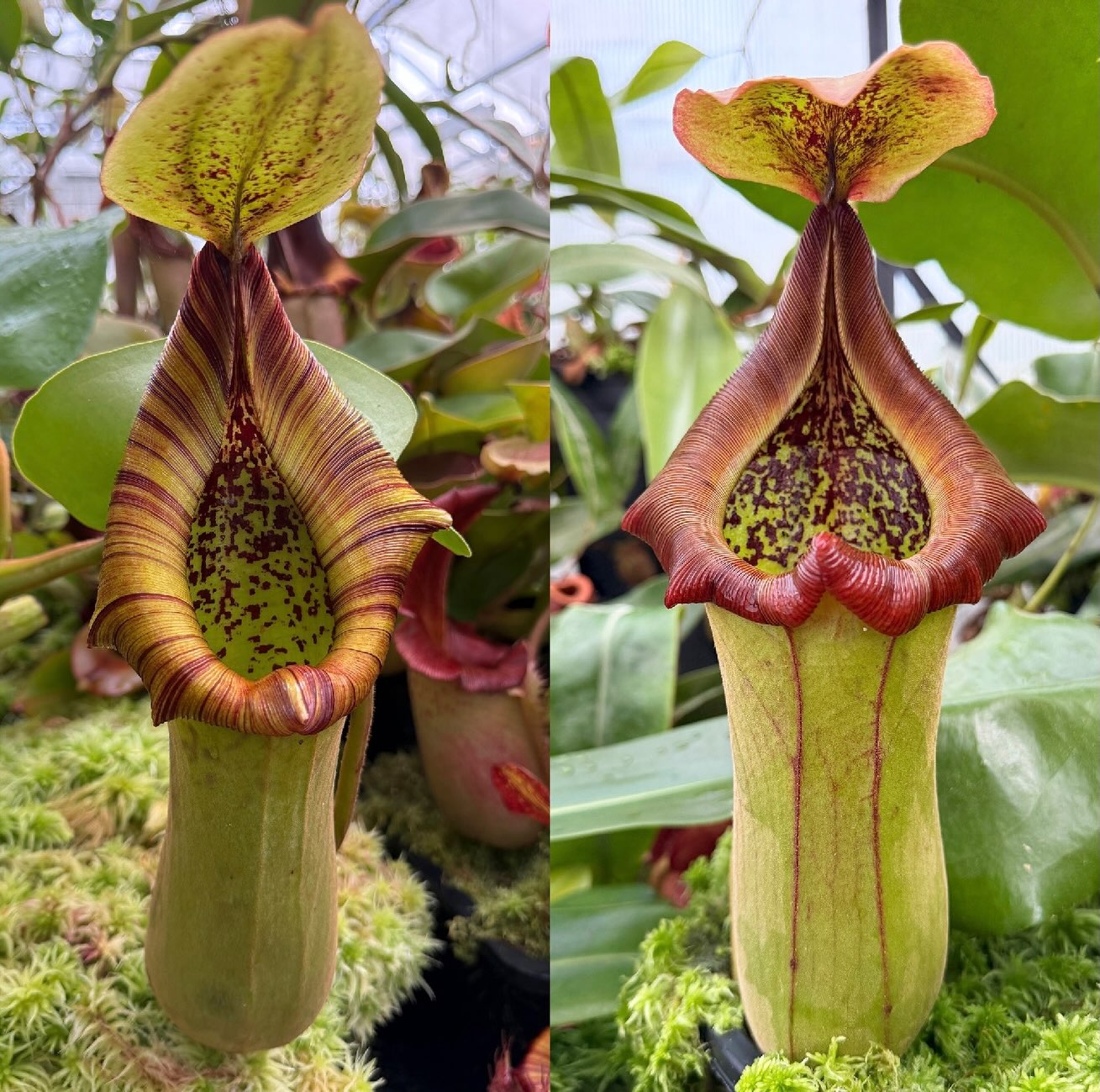 RedLeaf - N. veitchii (k) x (mollis x veitchii) is an in-house