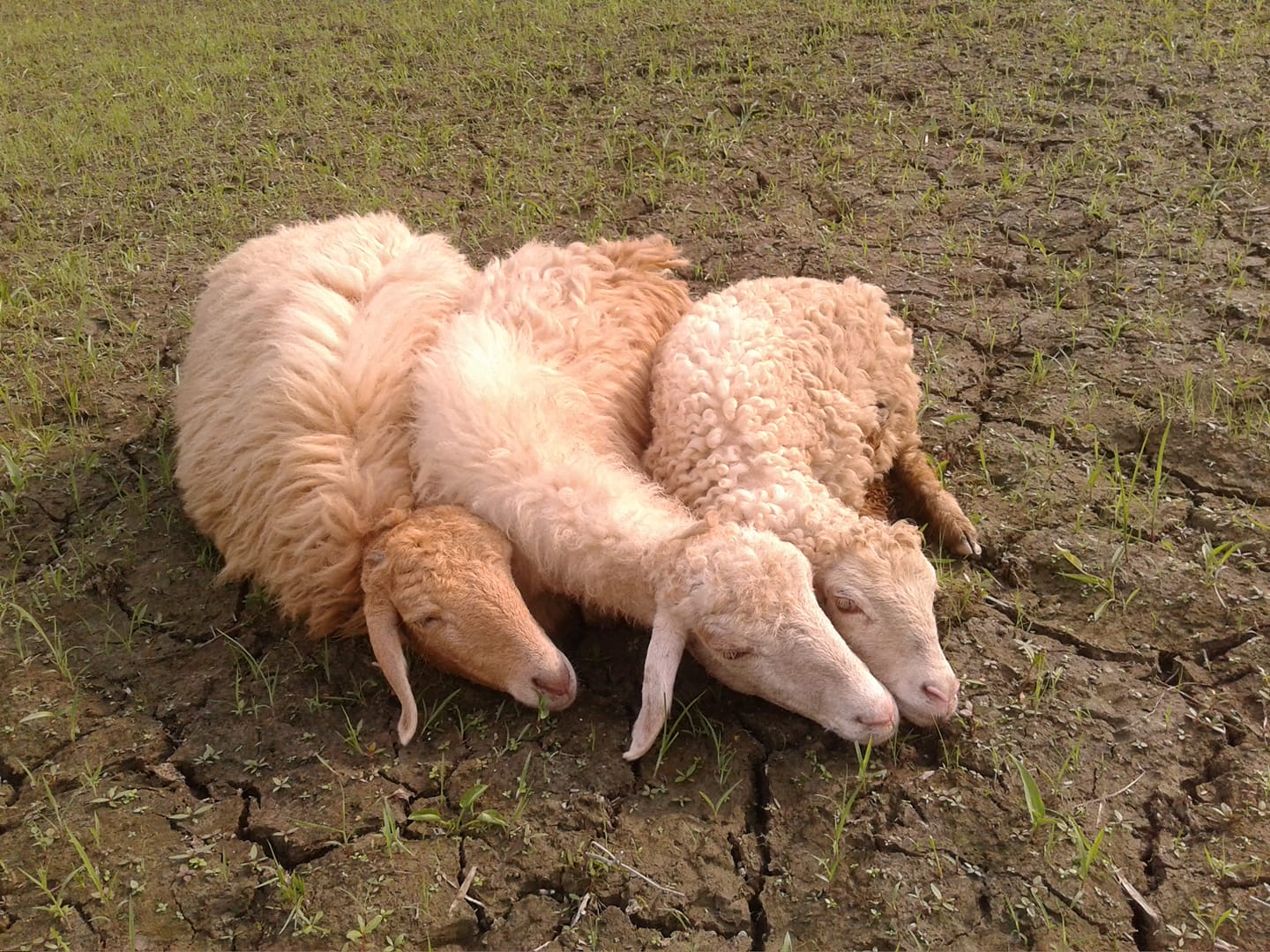 ABC AGRO FARM