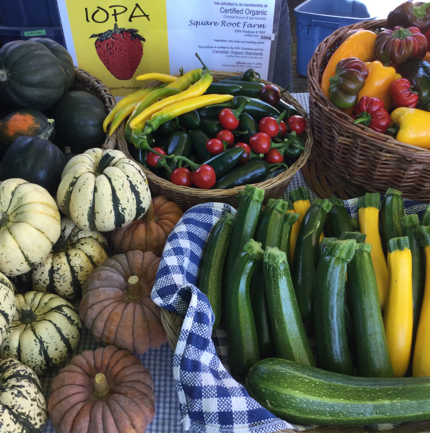 Square Root Farm | Saanichton BC