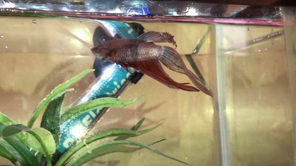 MoonShadow Betta Fish Rescue