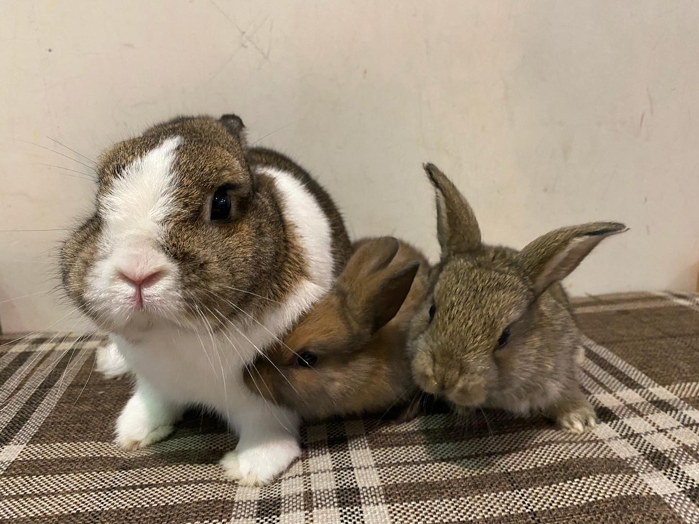 Rabbitland Cafe - 兔BB搵奶飲🤣