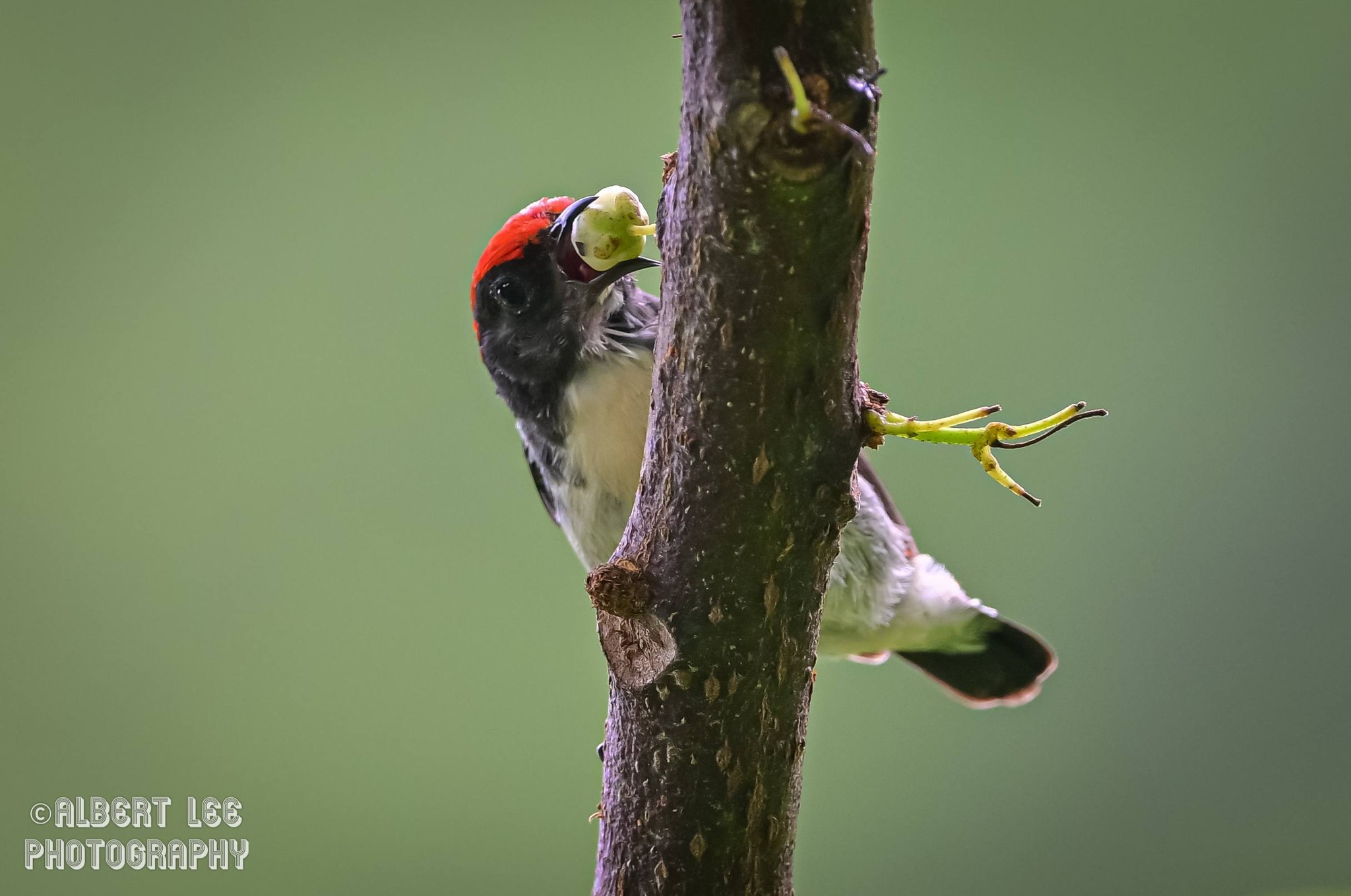 朱背啄花鳥Scarlet-backed Flowerpecker (M) 雄鳥來開餐記錄了！ 2026