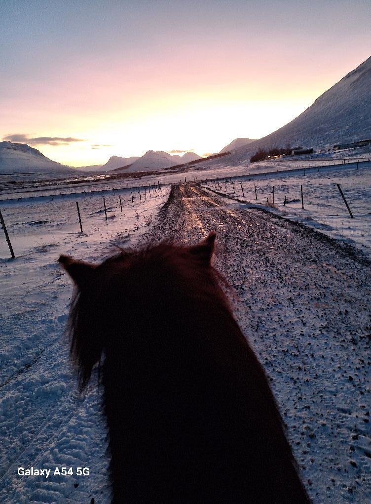 Sturlureykirhorses added a new photo... - Sturlureykirhorses