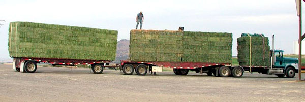 HAY LIST