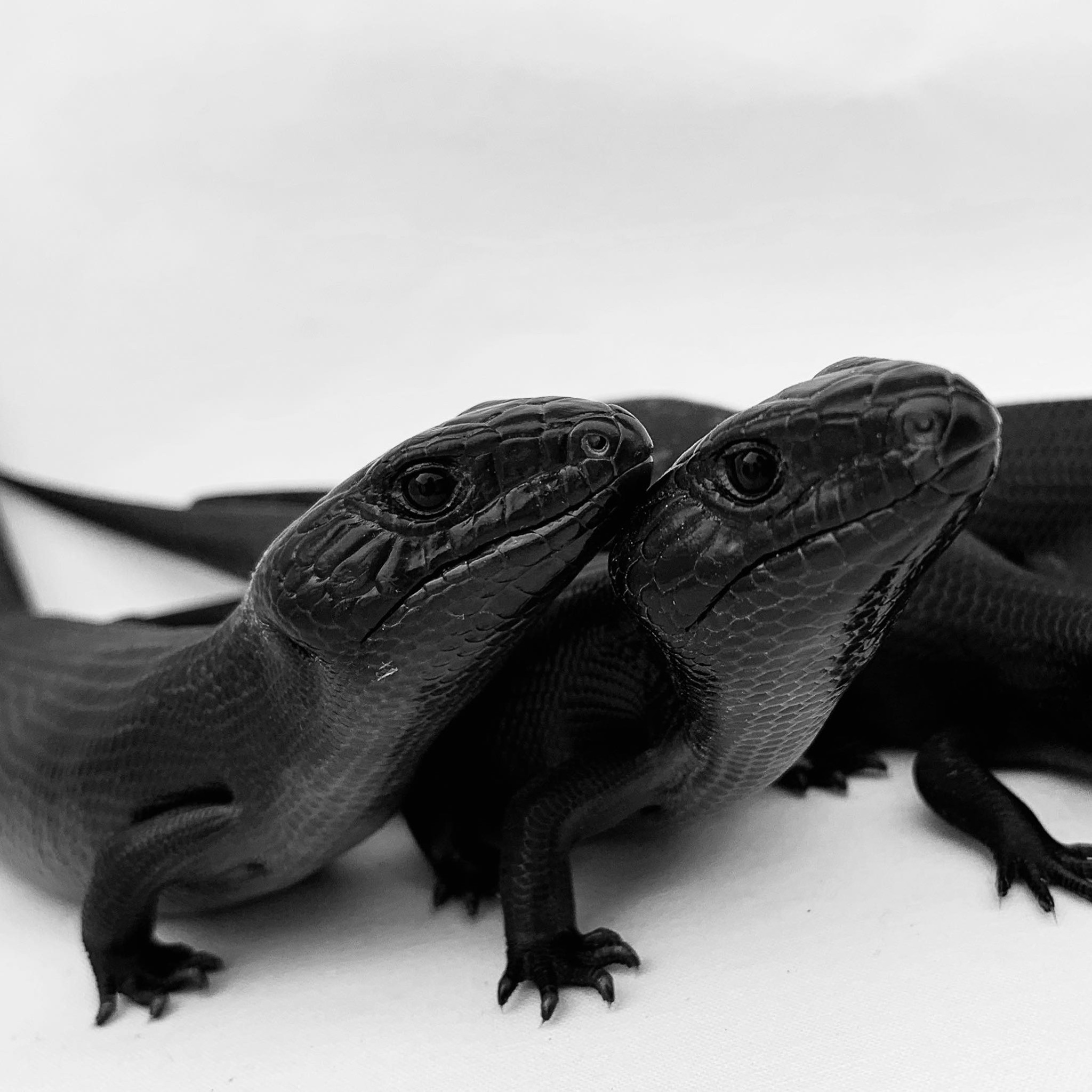 Happy to come home to the first babies... - Reptile Addiction | Facebook