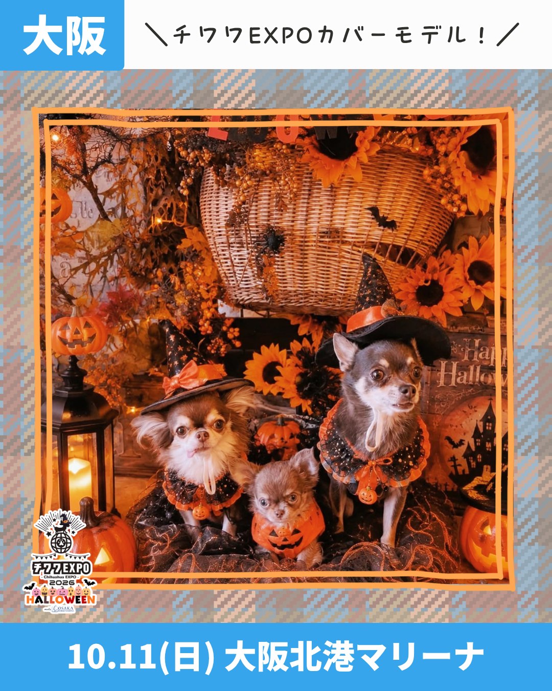 🍬チワワEXPO 2026 HALLOWEEN meets 大阪北港マリーナからお知らせです