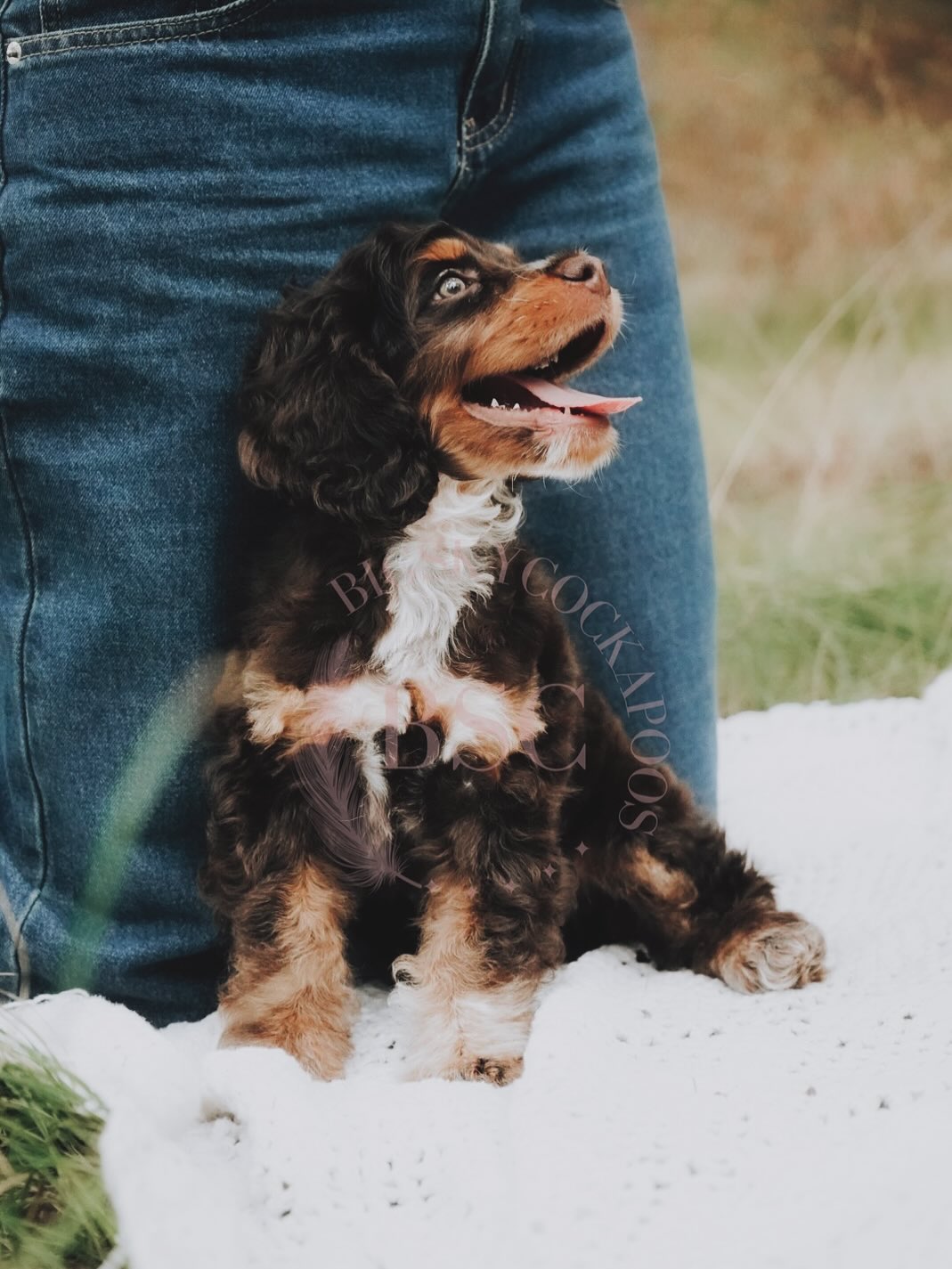 Big Sky Cockapoos
