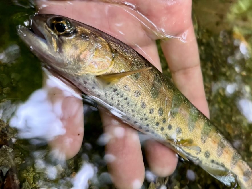 やまめ✩ 上流域でヤマメ探し🎣 限られた水域で世代交代を繰り返す沢のヤマメ