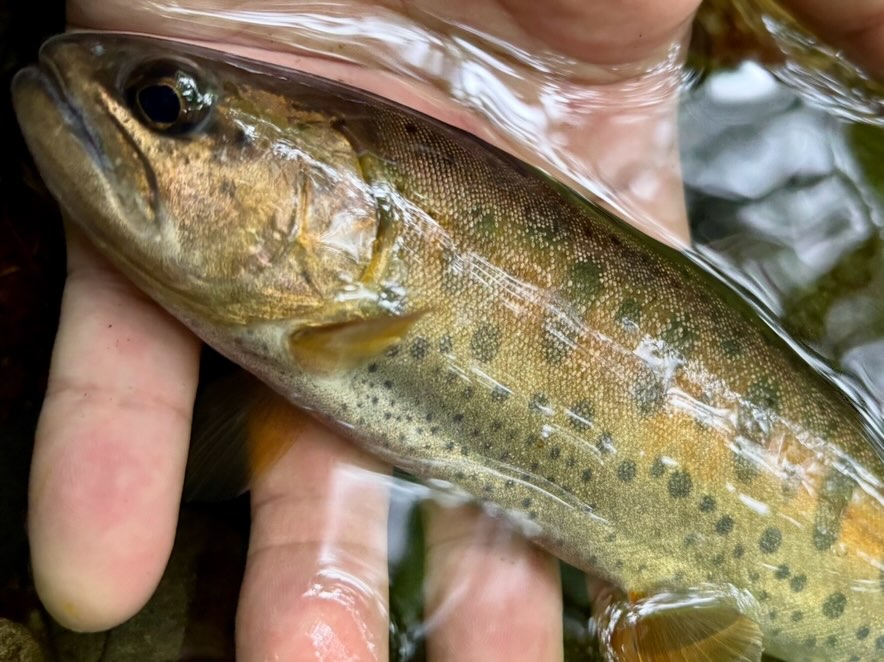 上流域でヤマメ探し🎣 限られた水域で世代交代を繰り返す沢のヤマメ