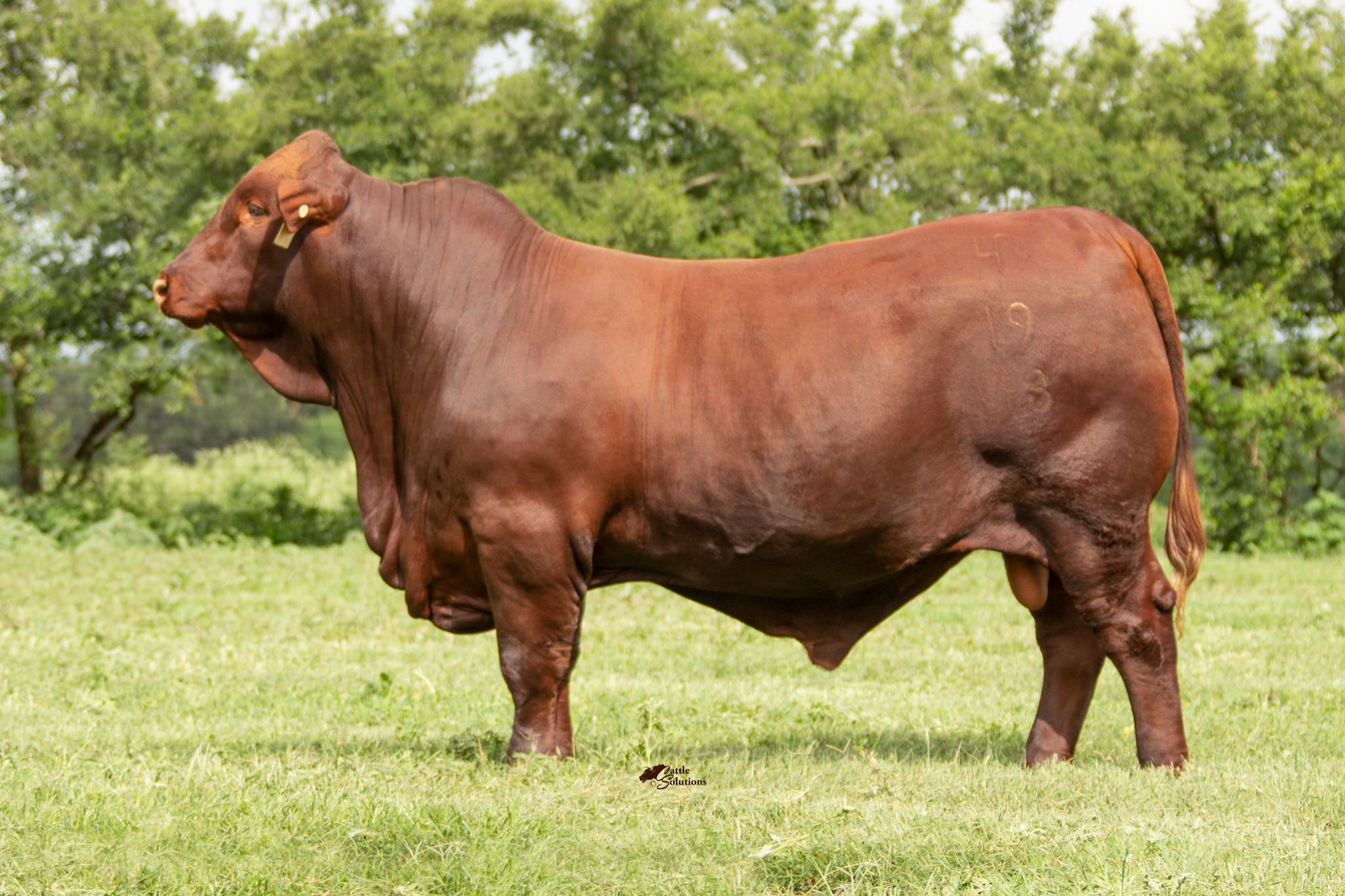 Strait Ranches - Have you ever considered using a Santa...