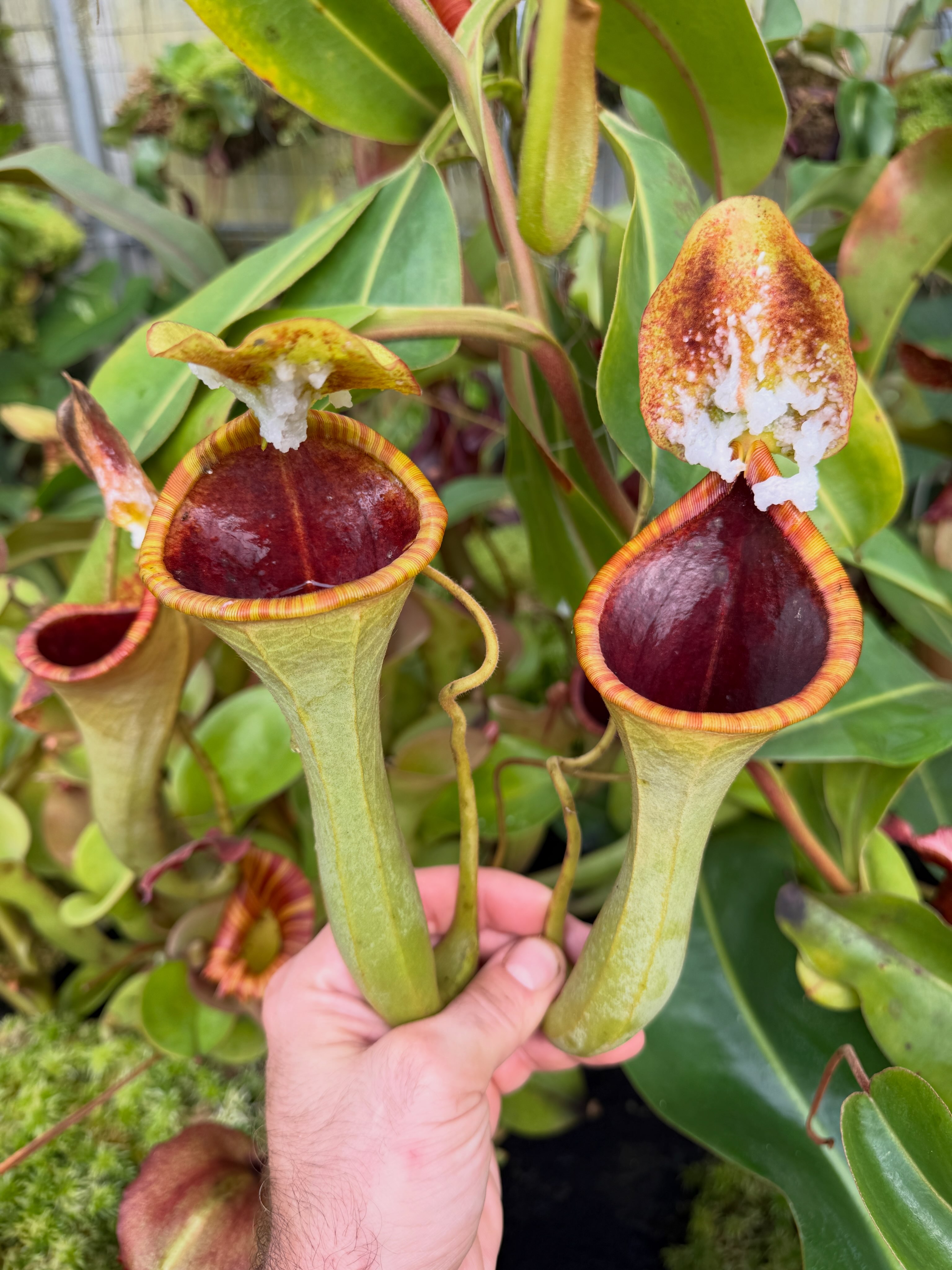 RedLeaf - N. veitchii (k) x (mollis x veitchii) is an in-house