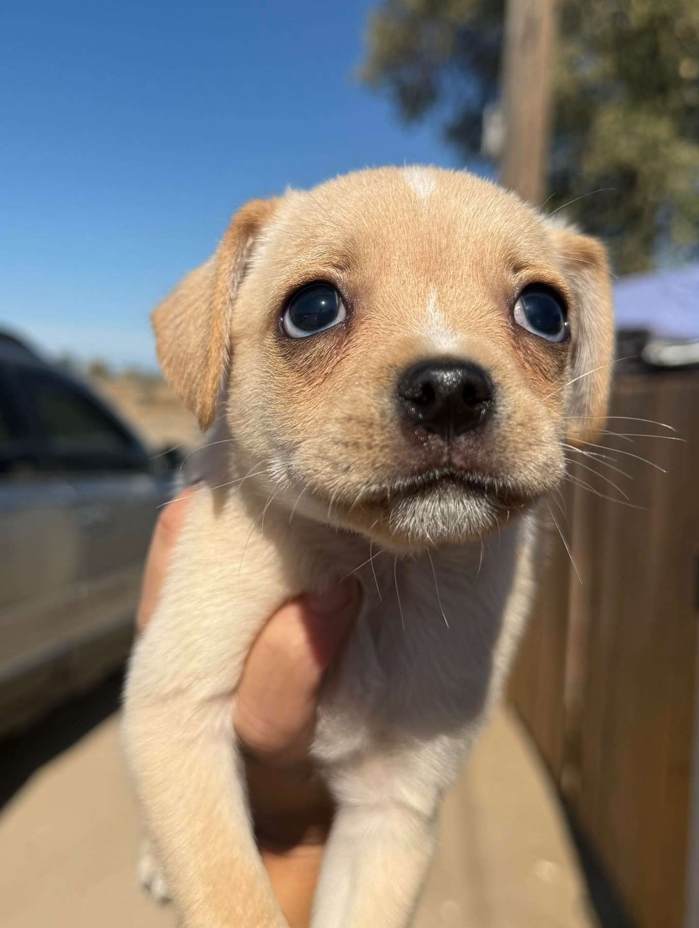 Small Dog Breeds Animal Rescue Non Shedding Puppies Near Me
