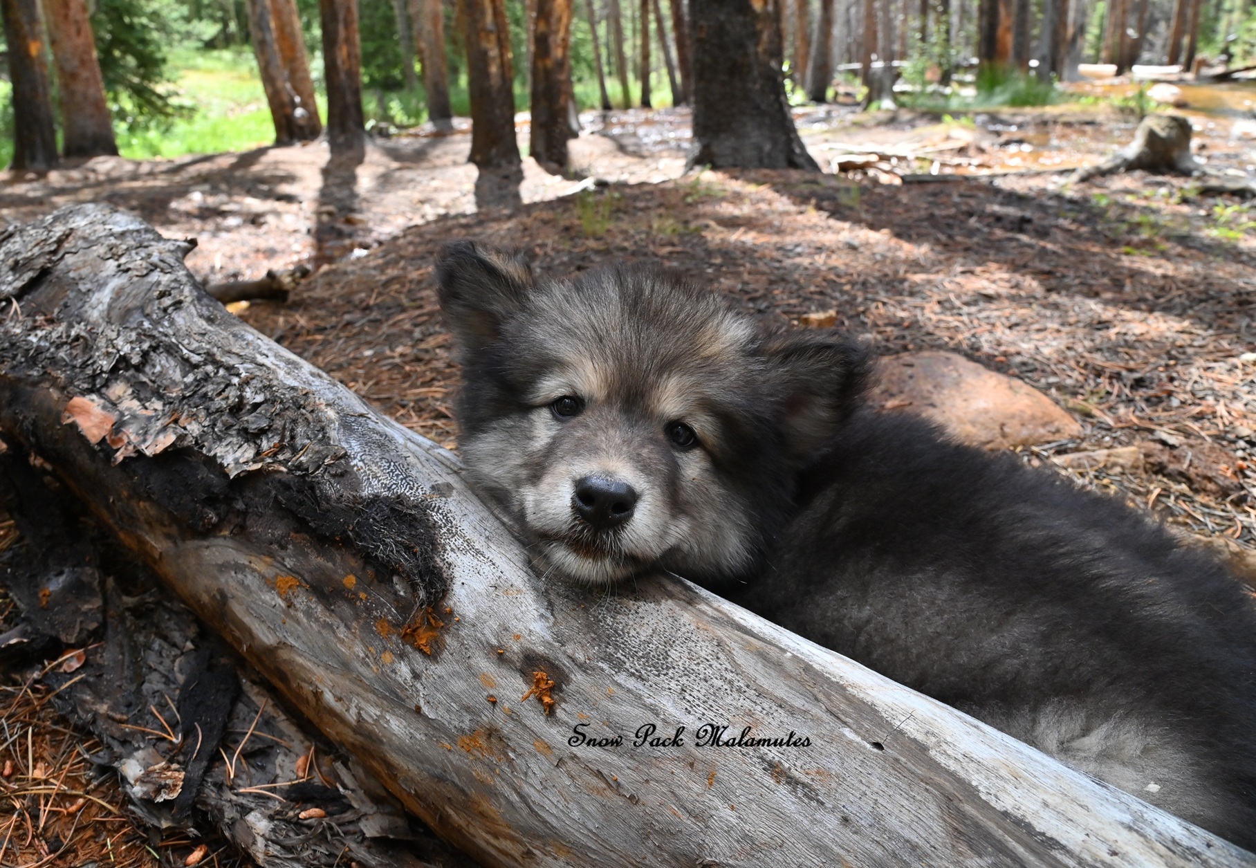 Snow Pack's Alaskan Malamute Puppies on Reels