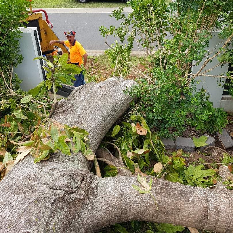 Vince's Tree Services
