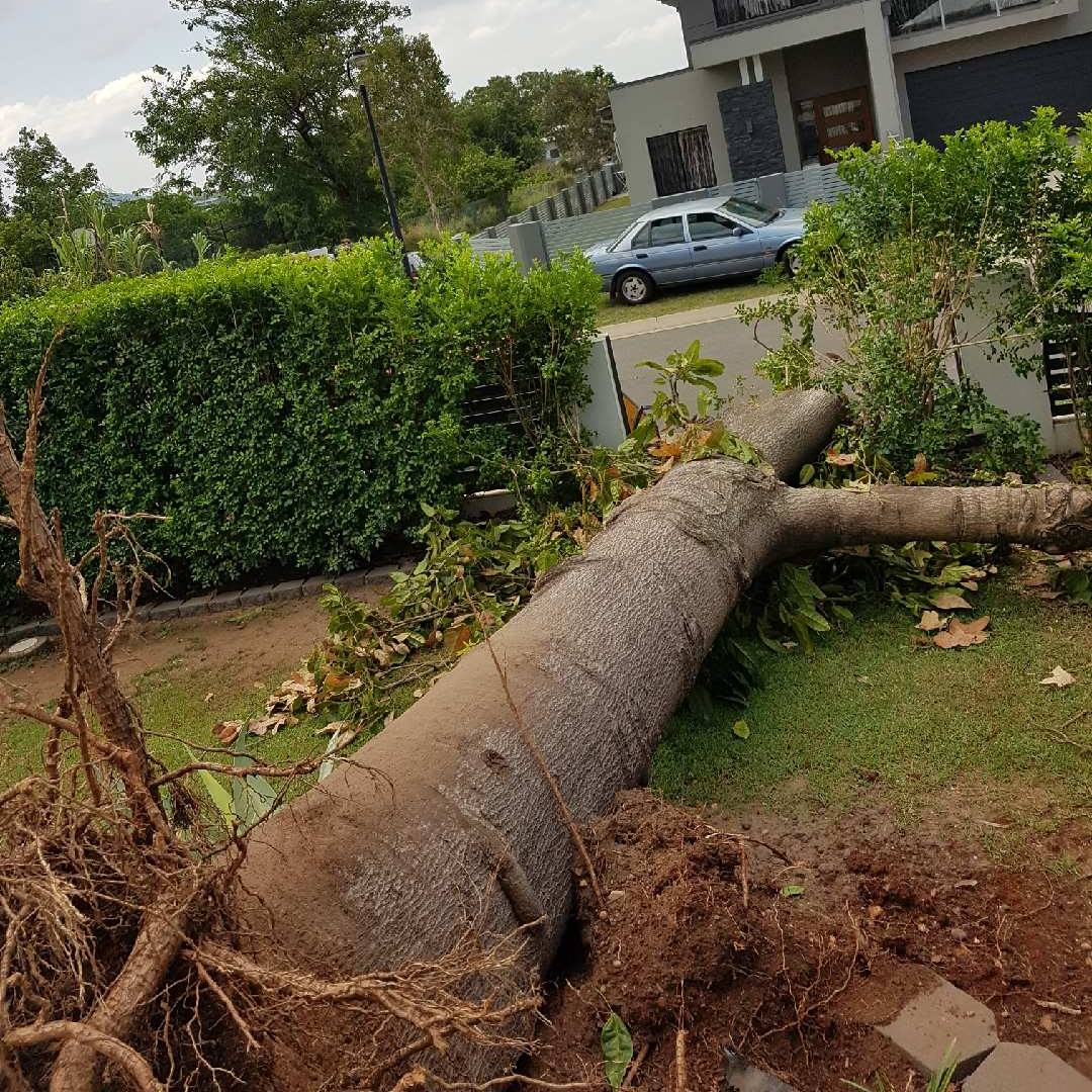 Vince's Tree Services