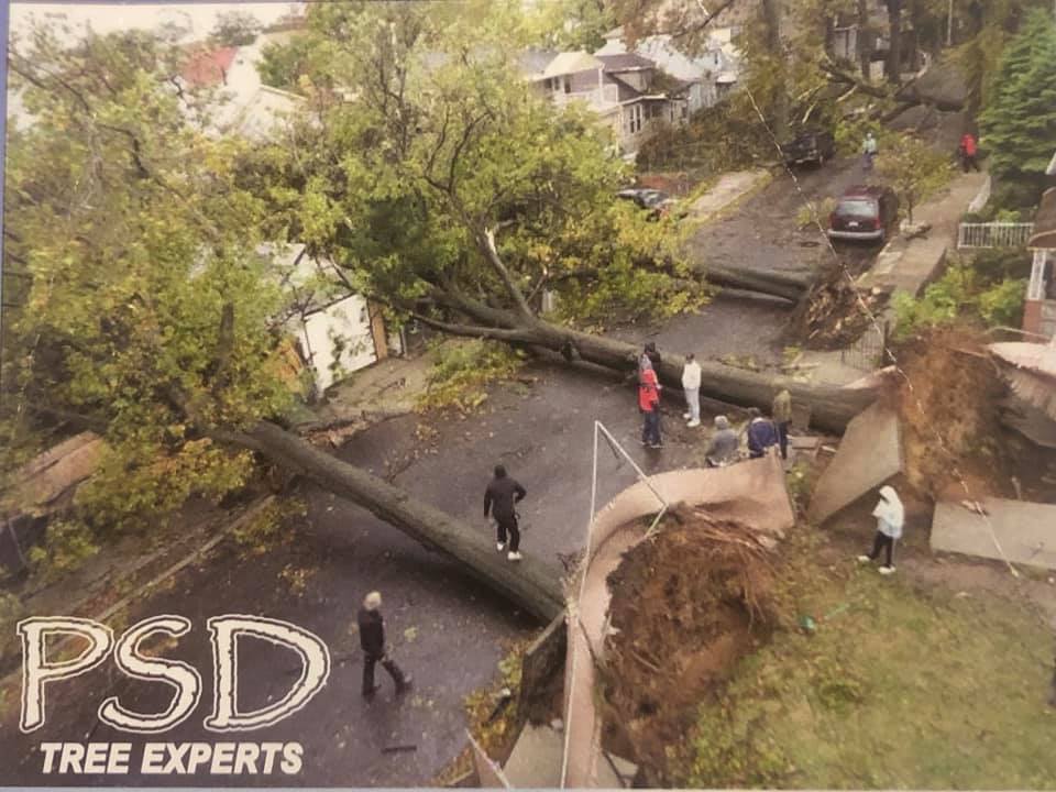 Psd tree experts is continuing to work... - PSD Tree Experts | Facebook