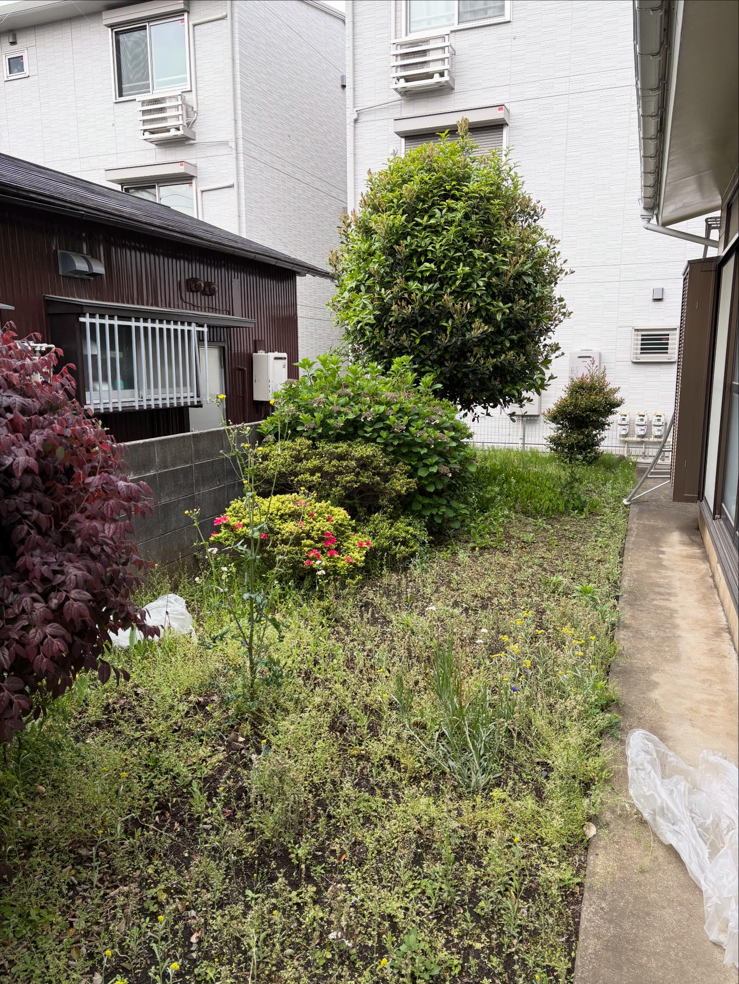 お庭の剪定・伐採植木の手入れ草刈りお... - お庭の剪定・伐採植木の 