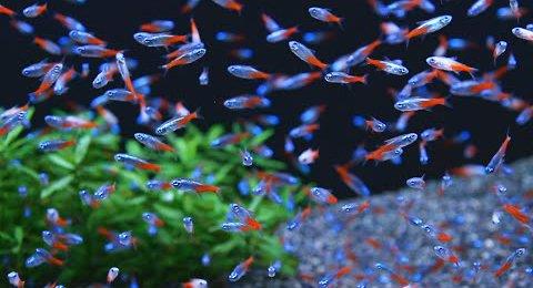 Akvarijske Ribice