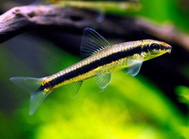 Akvarijske Ribice