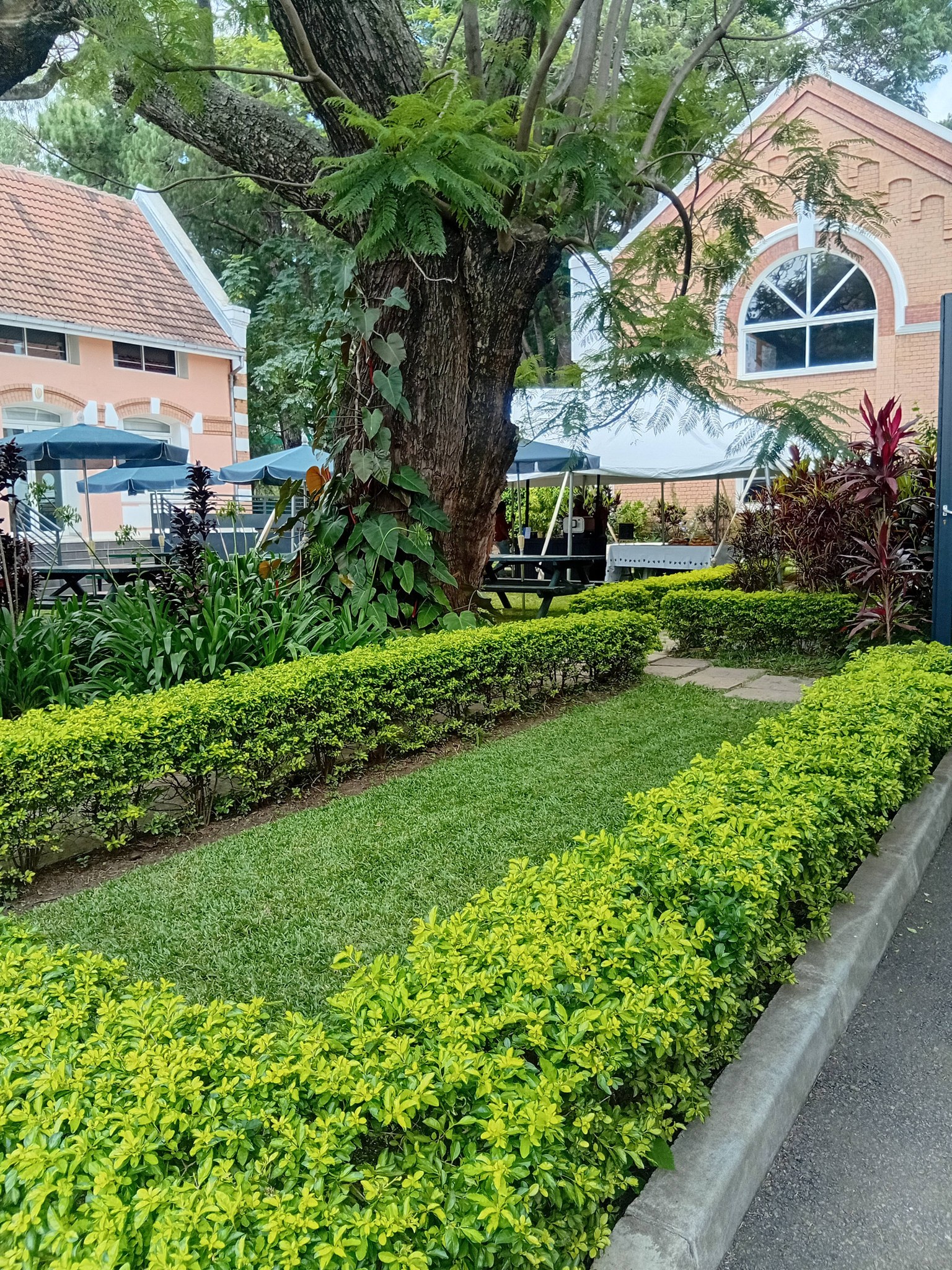 Green Bellies | Antananarivo