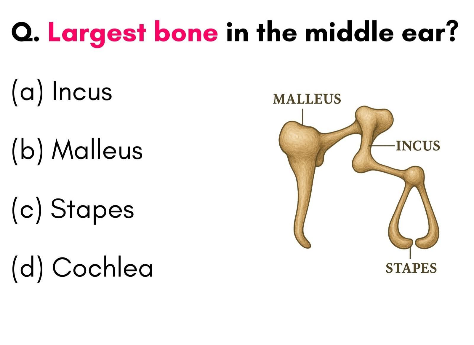 Human Anatomy Group | Facebook