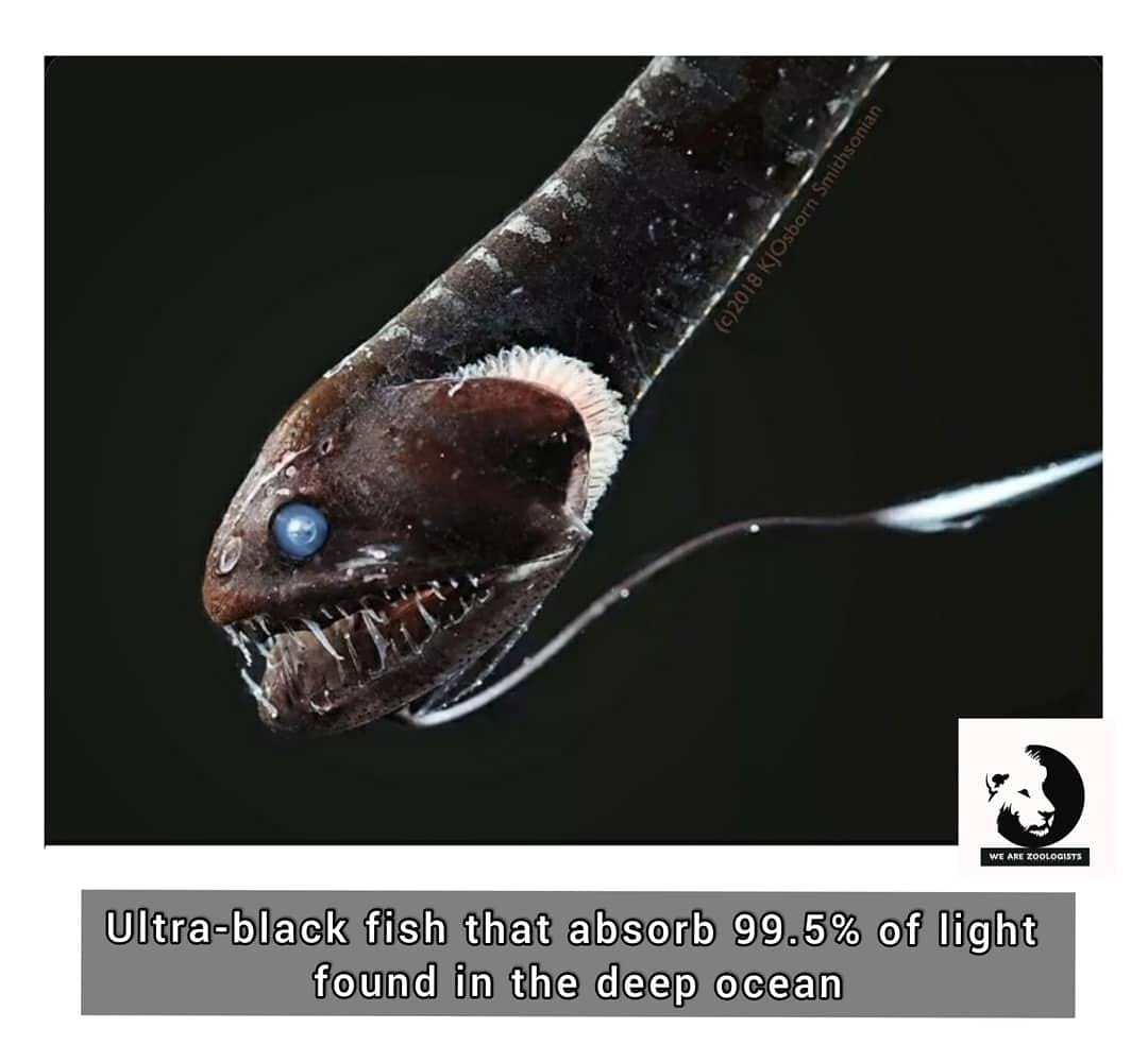 We_are_zoologists - Scientists have discovered ultra-black fish that ...