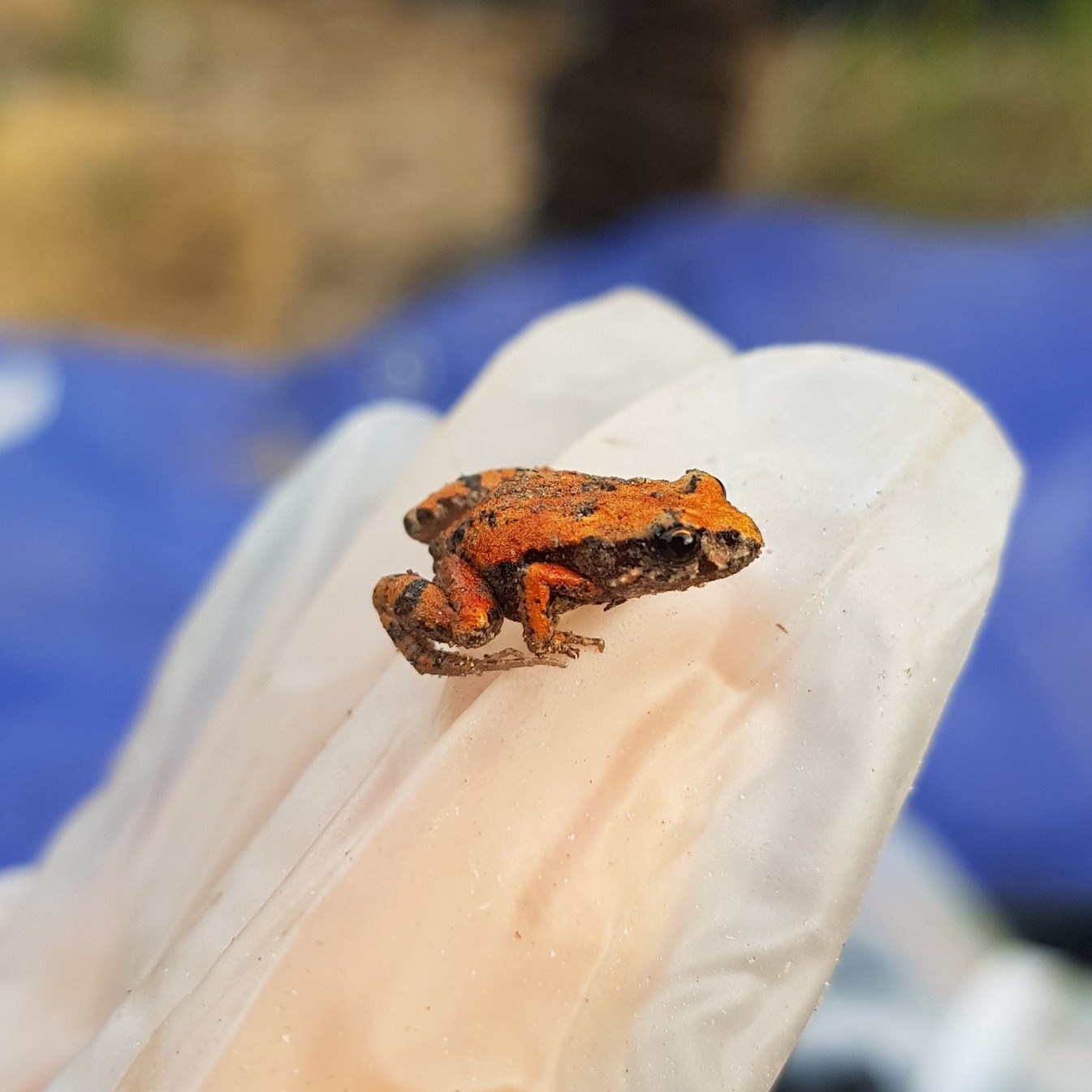 Happy Frog ID week! It... - Kangaroo Island Land for Wildlife