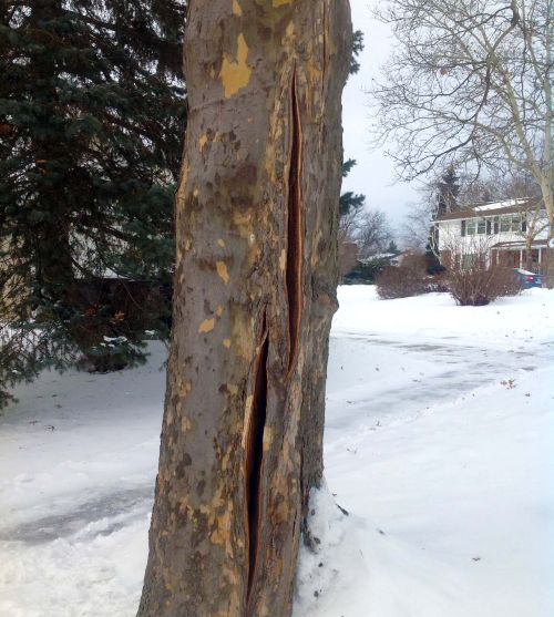 WDIO - CAN A TREE EXPLODE DUE TO COLD? According to Chief... | Facebook